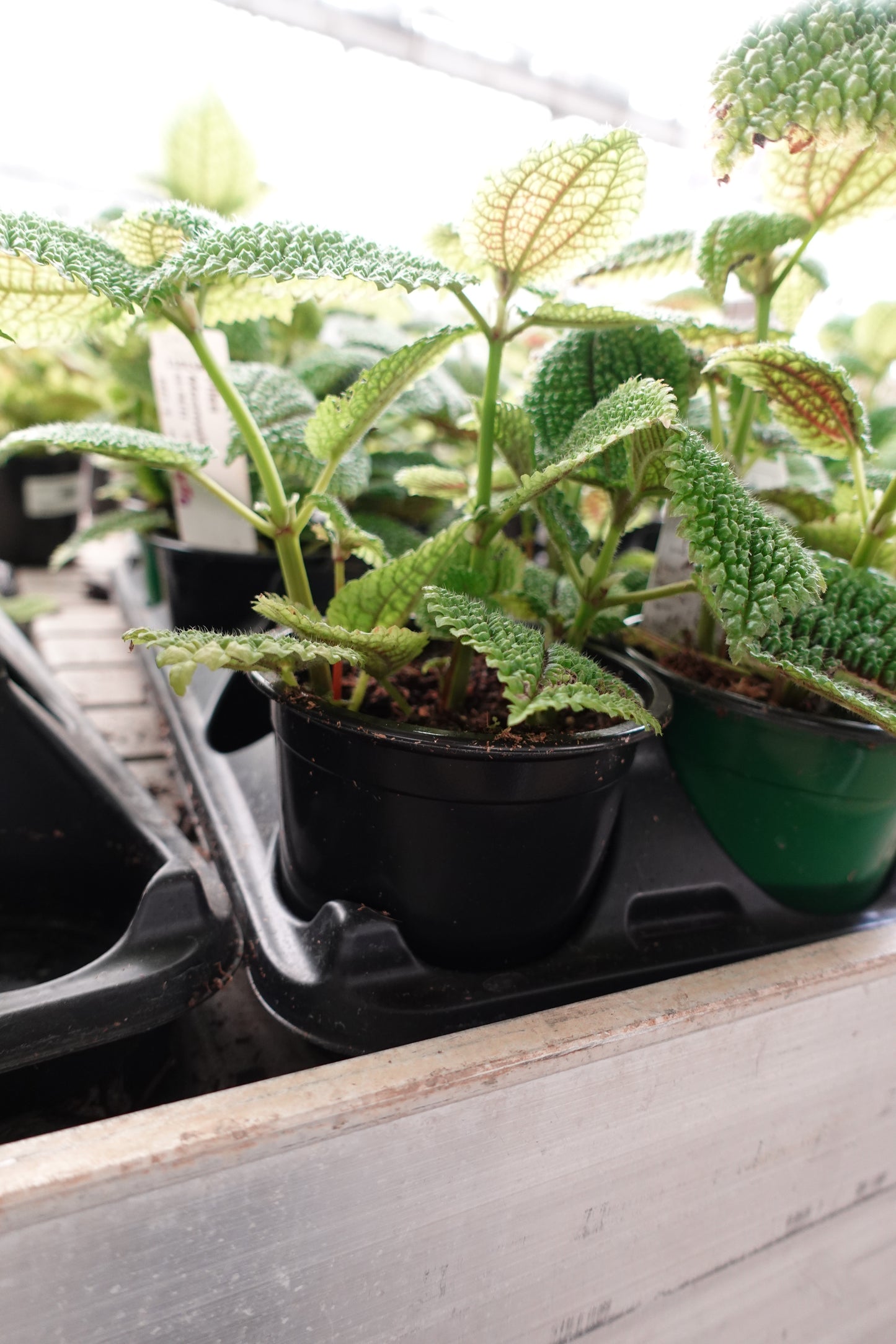 Pilea 'Moon Valley' 4" – Textured Neon Foliage with a Tropical Touch