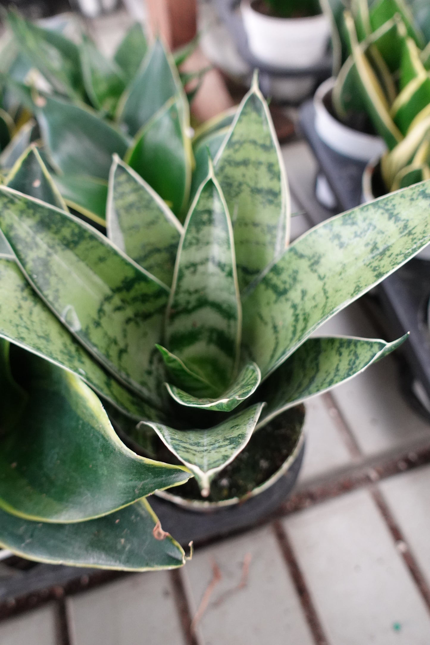 Sansevieria hahnii Snake Plant 'Silver Star' 4" – Striking Rosette with Silver-Green Elegance