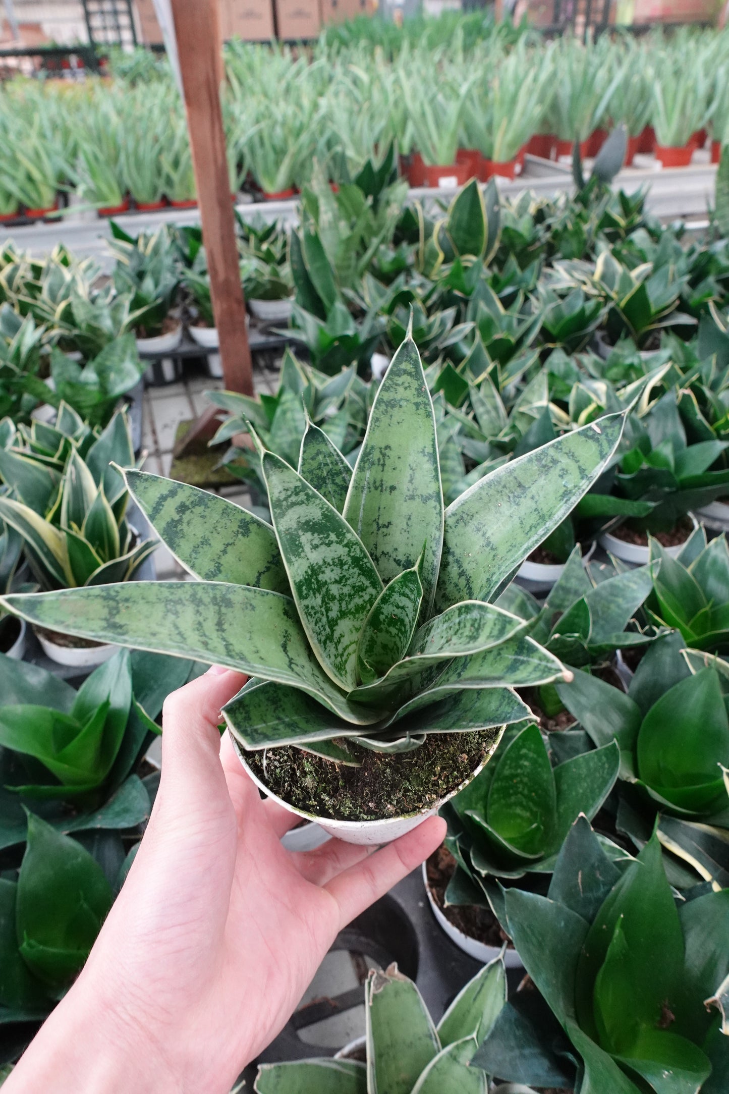 Sansevieria hahnii Snake Plant 'Silver Star' 4" – Striking Rosette with Silver-Green Elegance