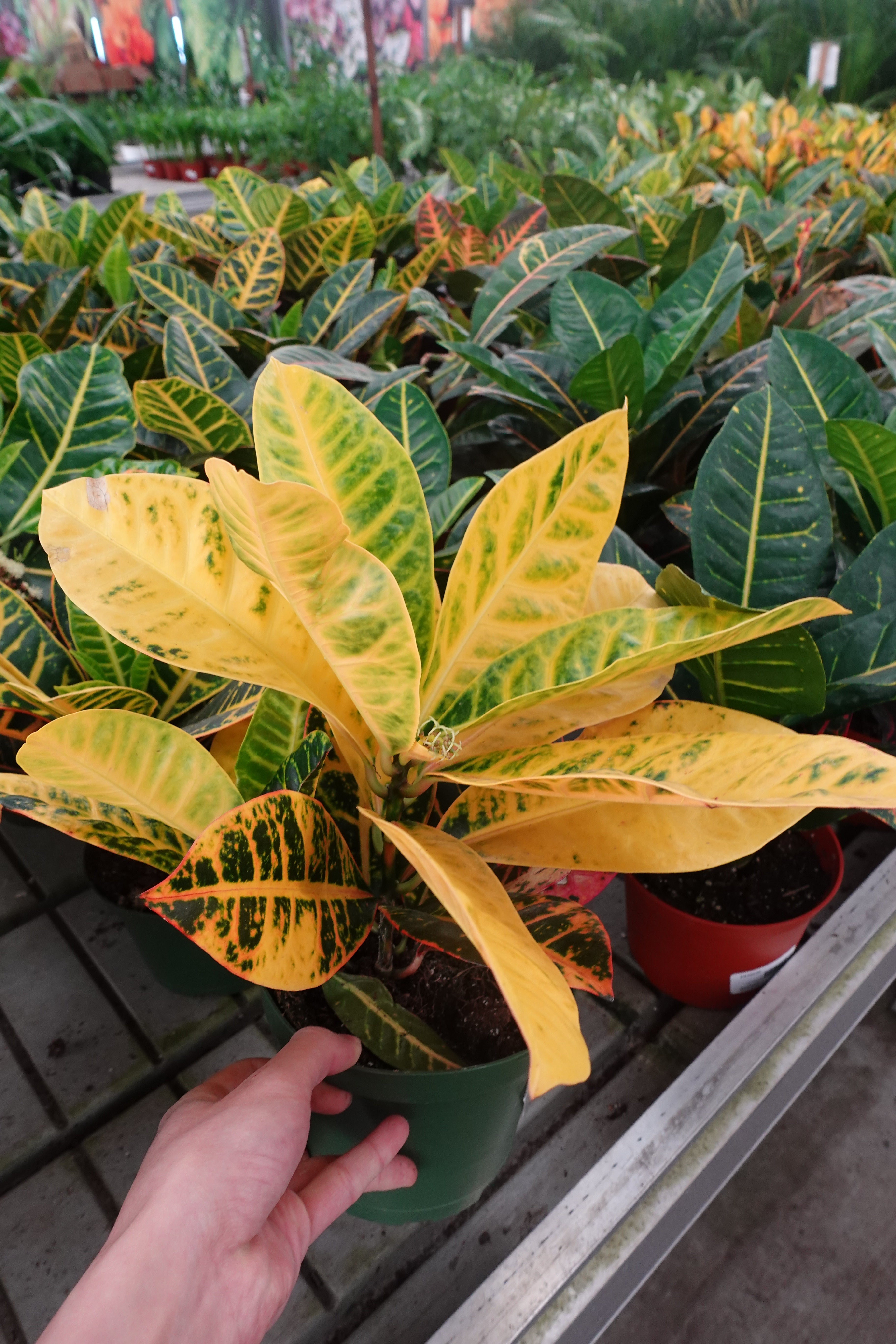 6+ Croton Tree Care 4" Croton Plant – Codiaeum variegatum / Garden Croton / Colorful Folia