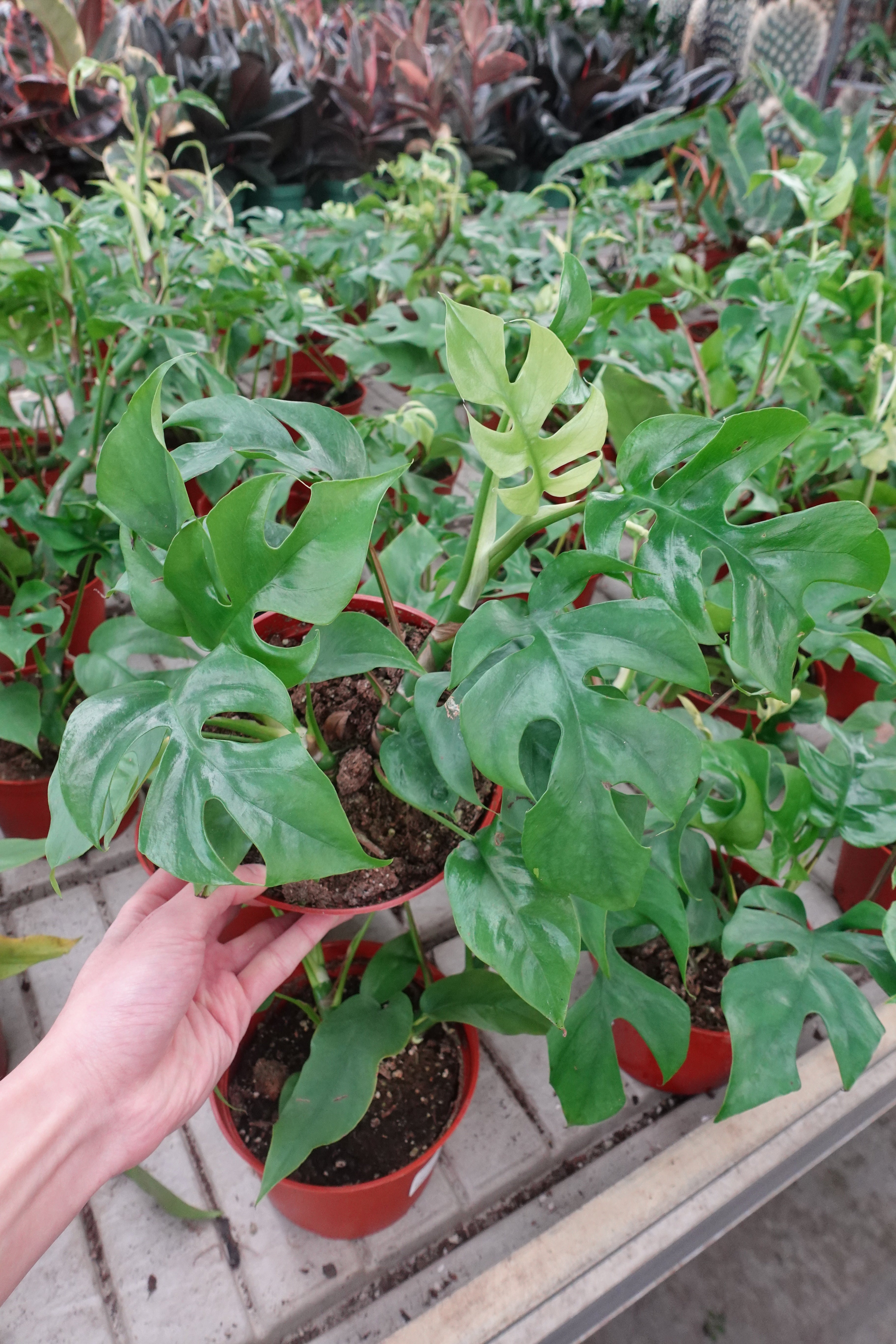 difference between split leaf philodendron and rhaphidophora tetrasperma Mini Monstera 6" – Rhaphidophora tetrasperma / Mini Split-Leaf Philode – Enchanted Grow