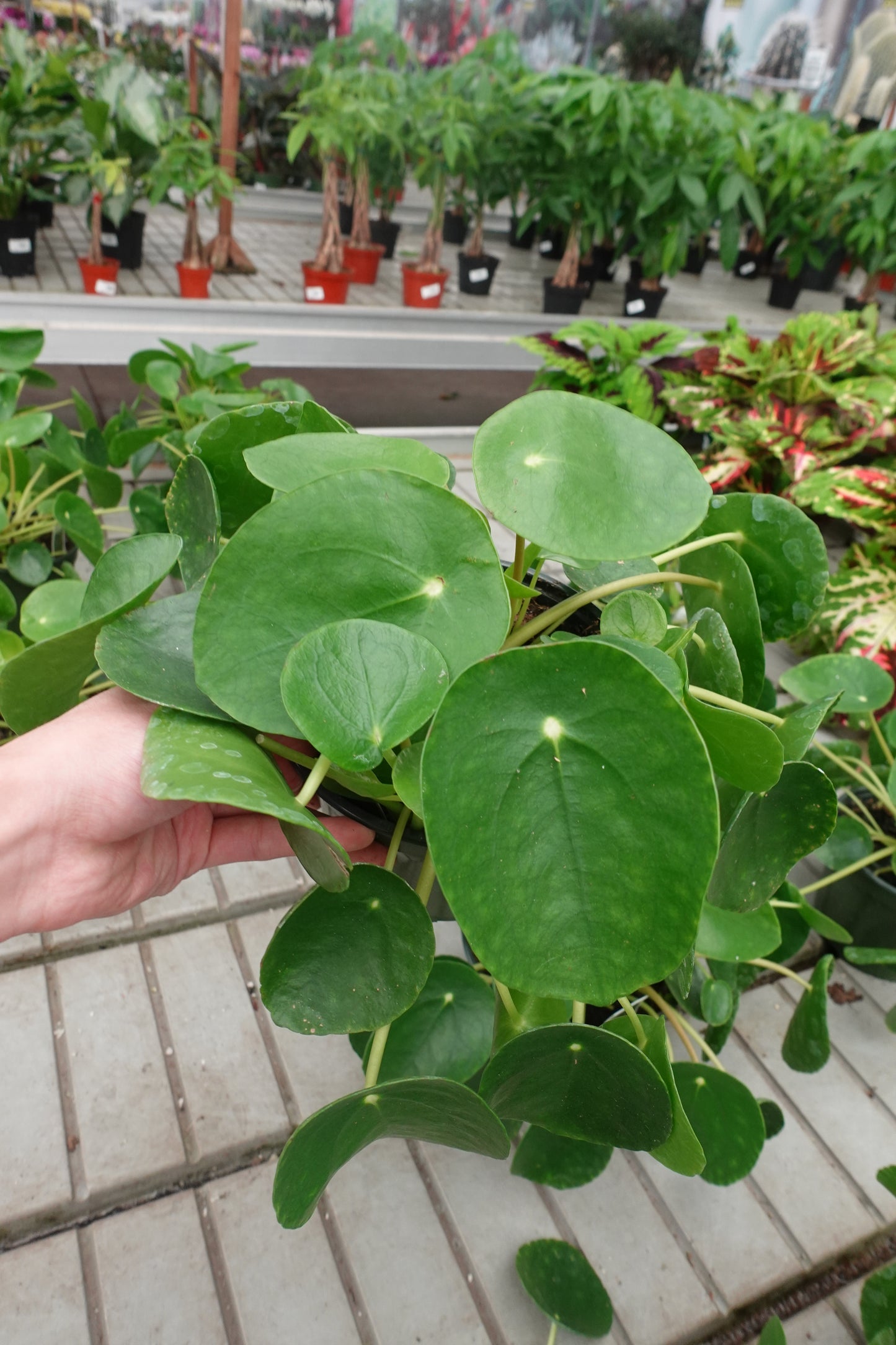 Chinese Money Plant (Pilea peperomioides) 6" – Pancake Plant / UFO Plant / Missionary Plant