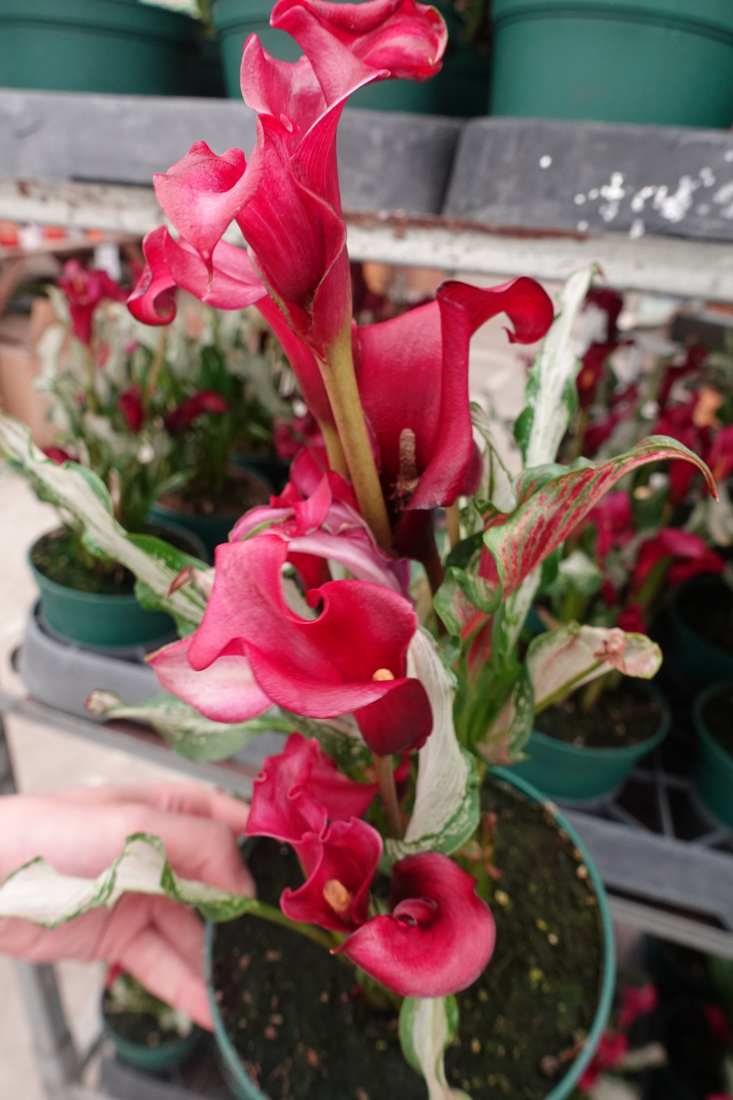 Calla Lily ‘Frozen Queen’ 6" – Icy White Blooms with Silvery Green Foliage for Garden & Vase