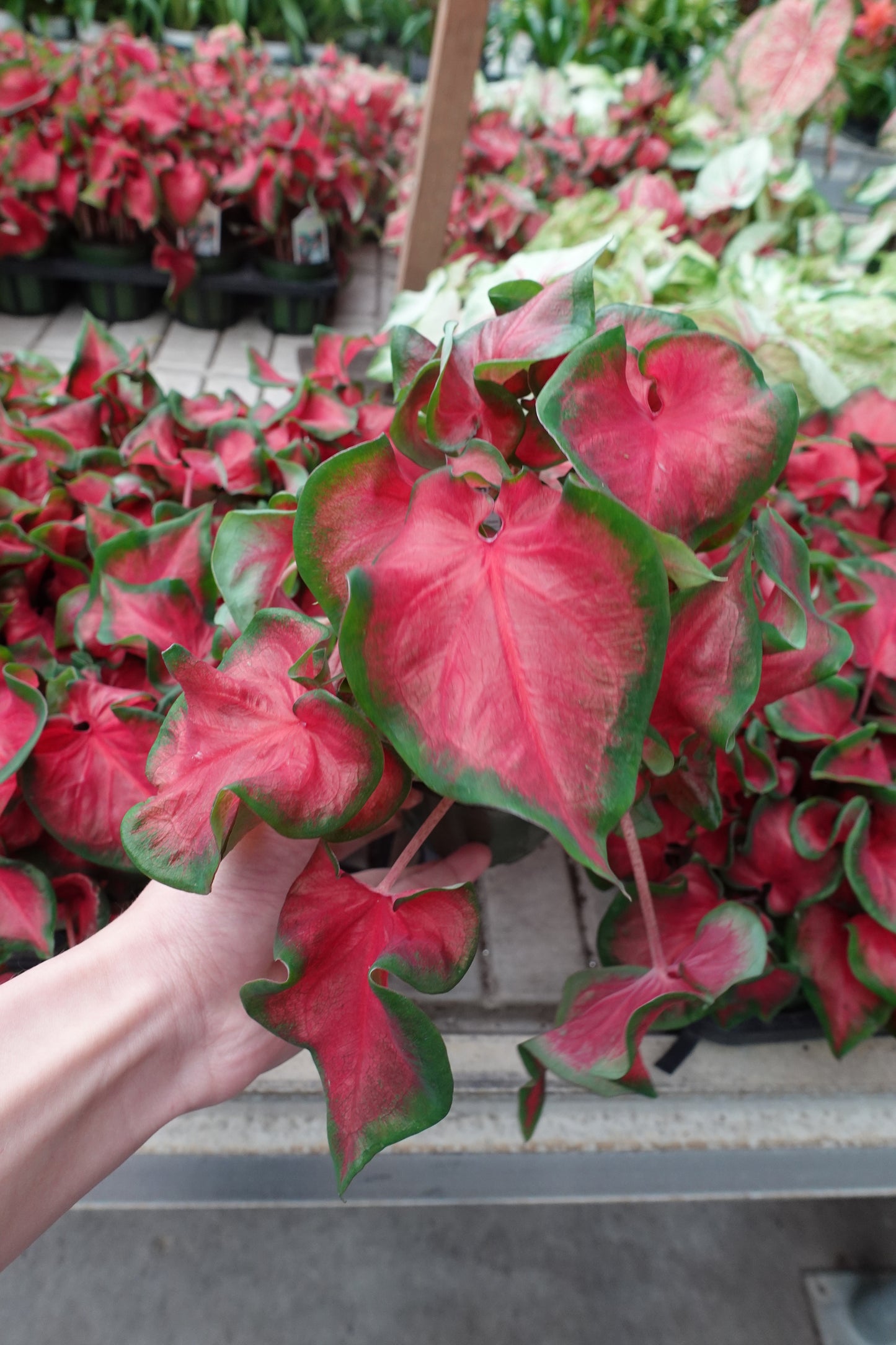Caladium ‘Freida Hemple’ – Vivid Red Leaves with Deep Green Margins for Shade & Indoor Displays