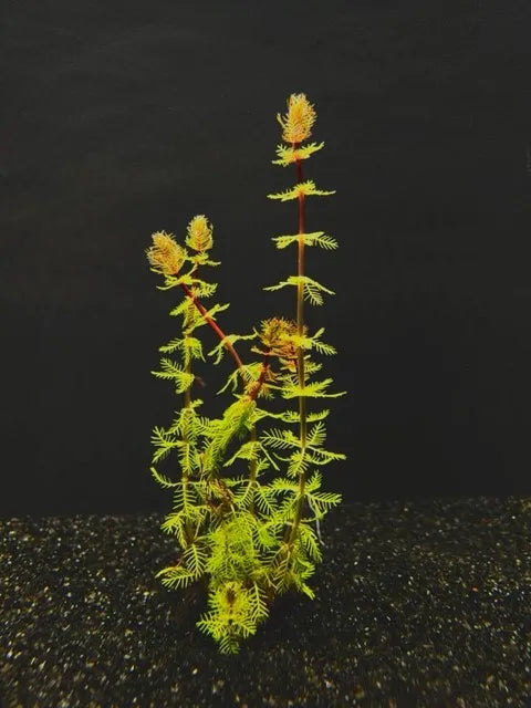 feather indoor plant Parrot Feather, Dwarf Red Stemmed (Myriophyllum brasiliensis) – Enchanted Grow
