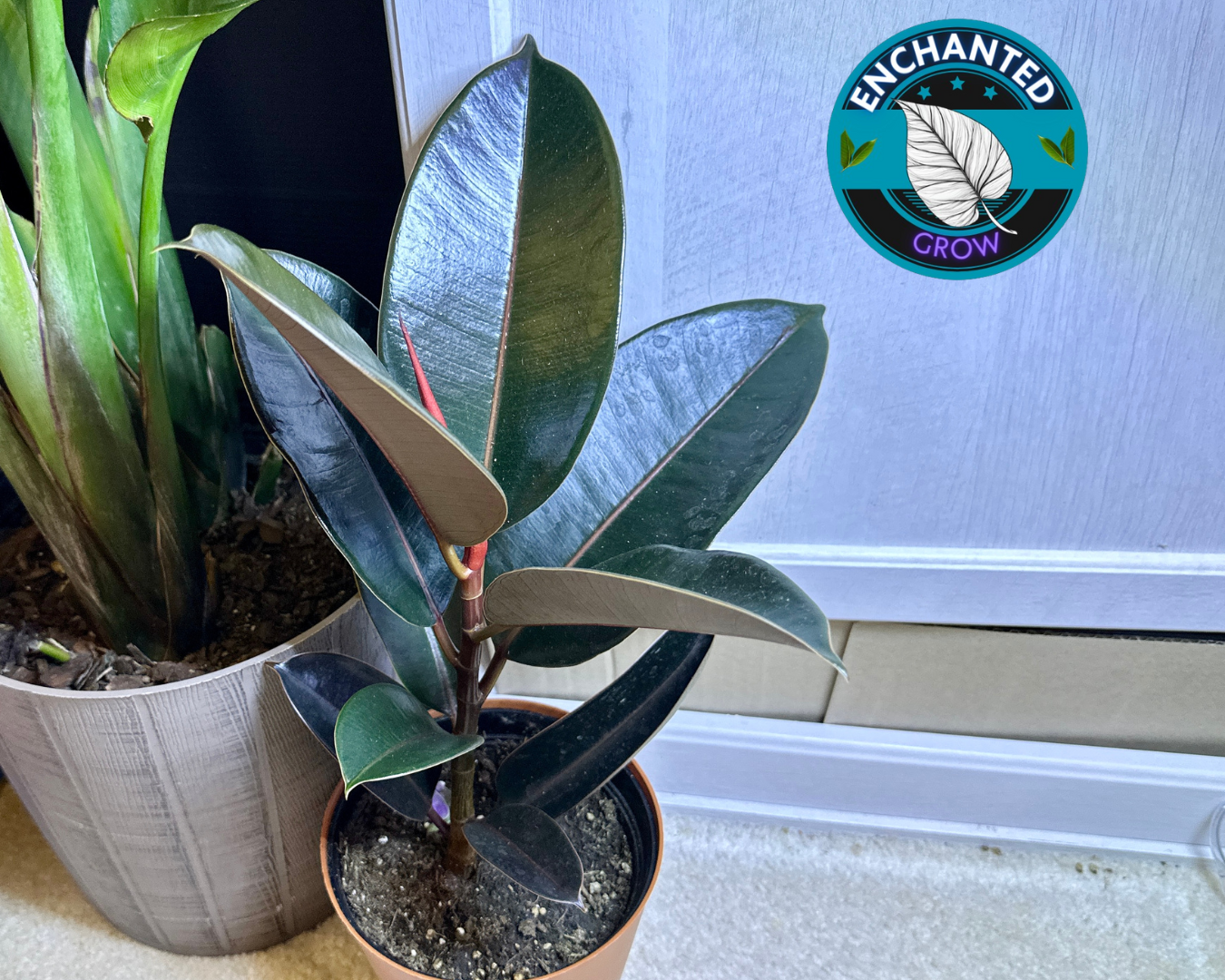 Rubber Plant Ficus elastica "Black Prince" (Tropical Live House Plant)