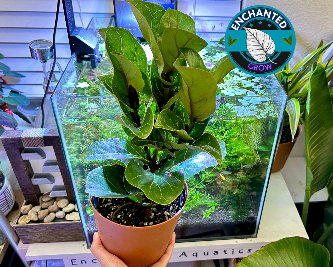 buy live fiddle leaf fig tree FICUS Fiddle Leaf Fig Tree LIVE Indoor & Outdoor Tropical House Plant – Enchanted Grow