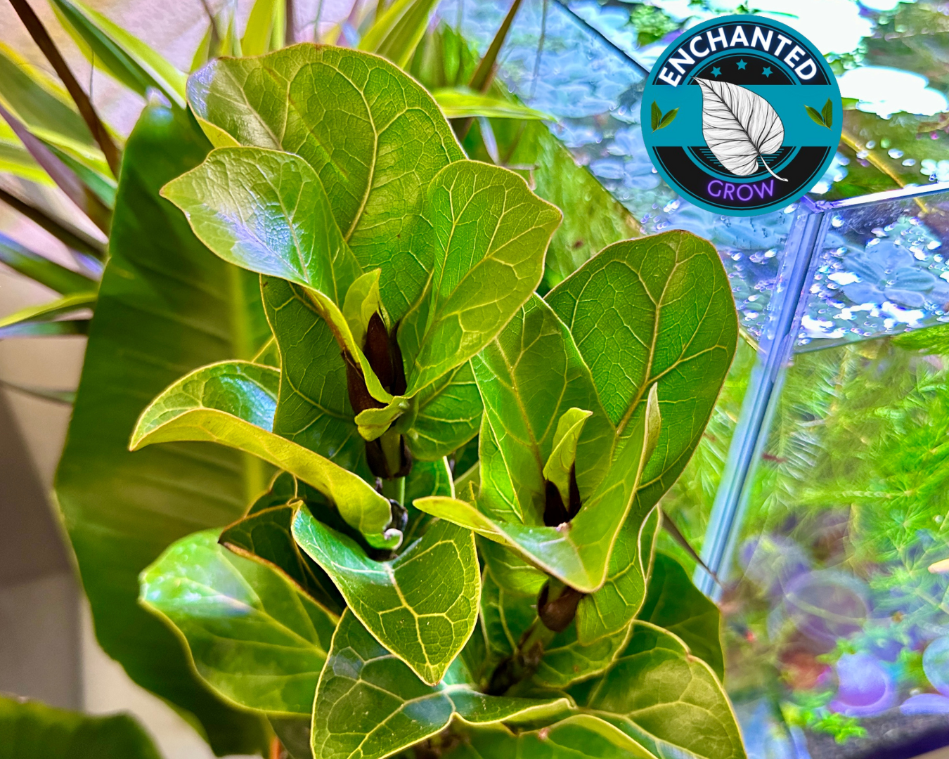 FICUS Fiddle Leaf Fig Tree LIVE Indoor & Outdoor Tropical House Plant