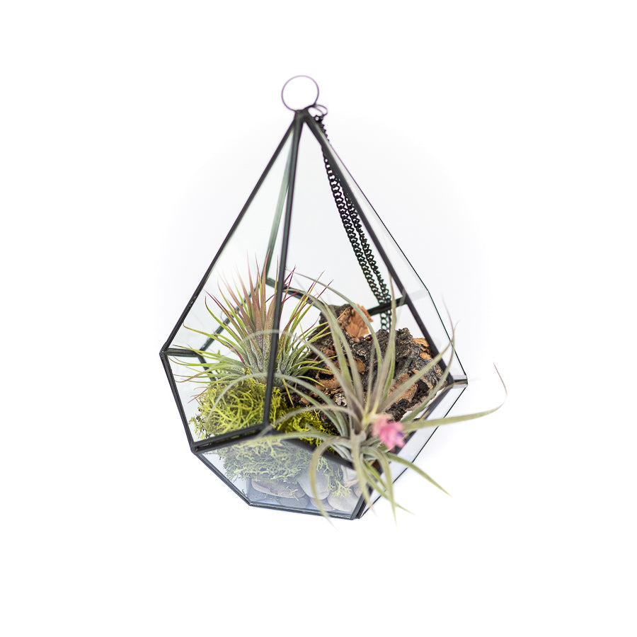 hanging terrarium with plant DIY Glass Diamond Terrarium