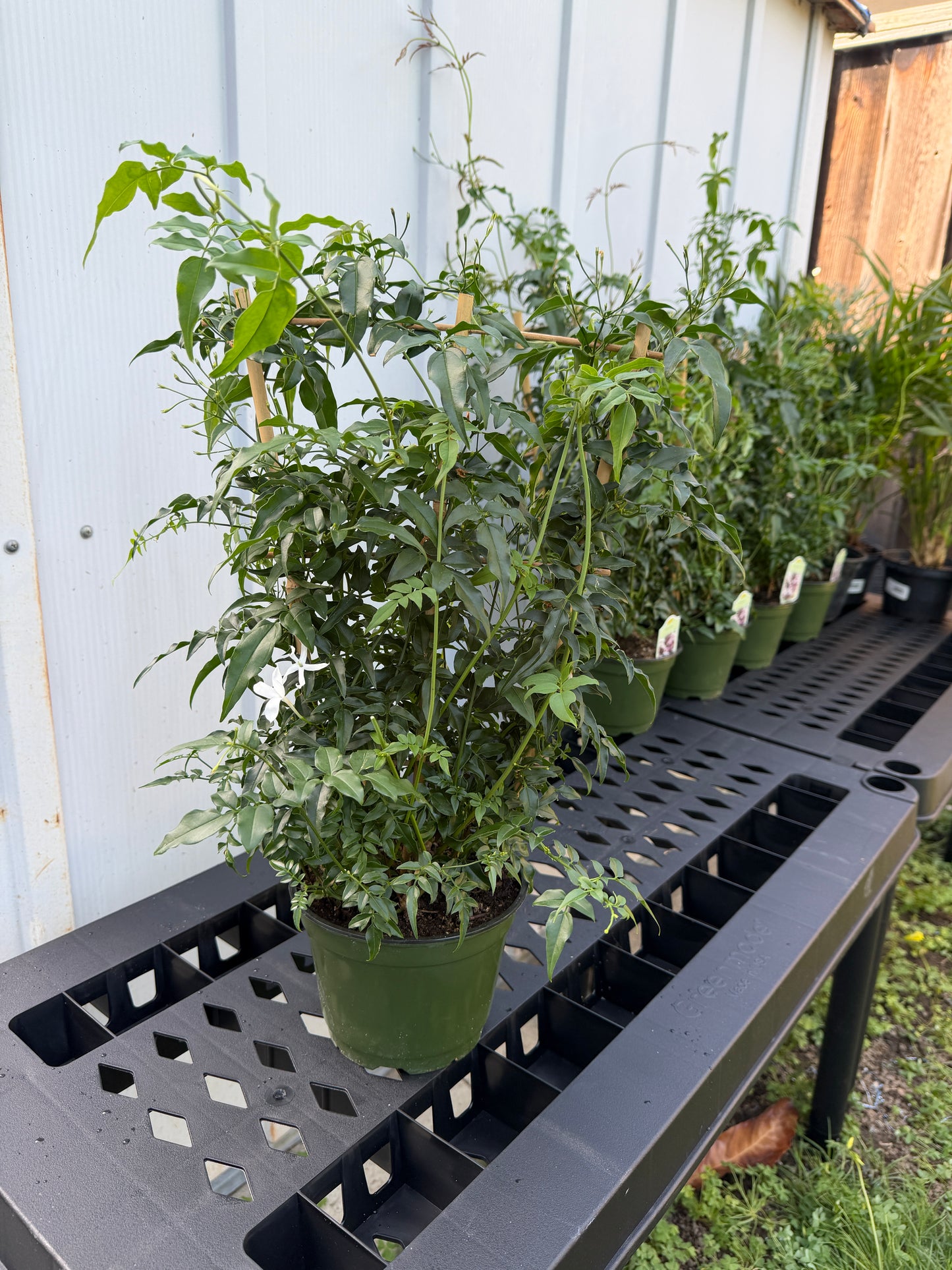 6 in Jasmine Trellis