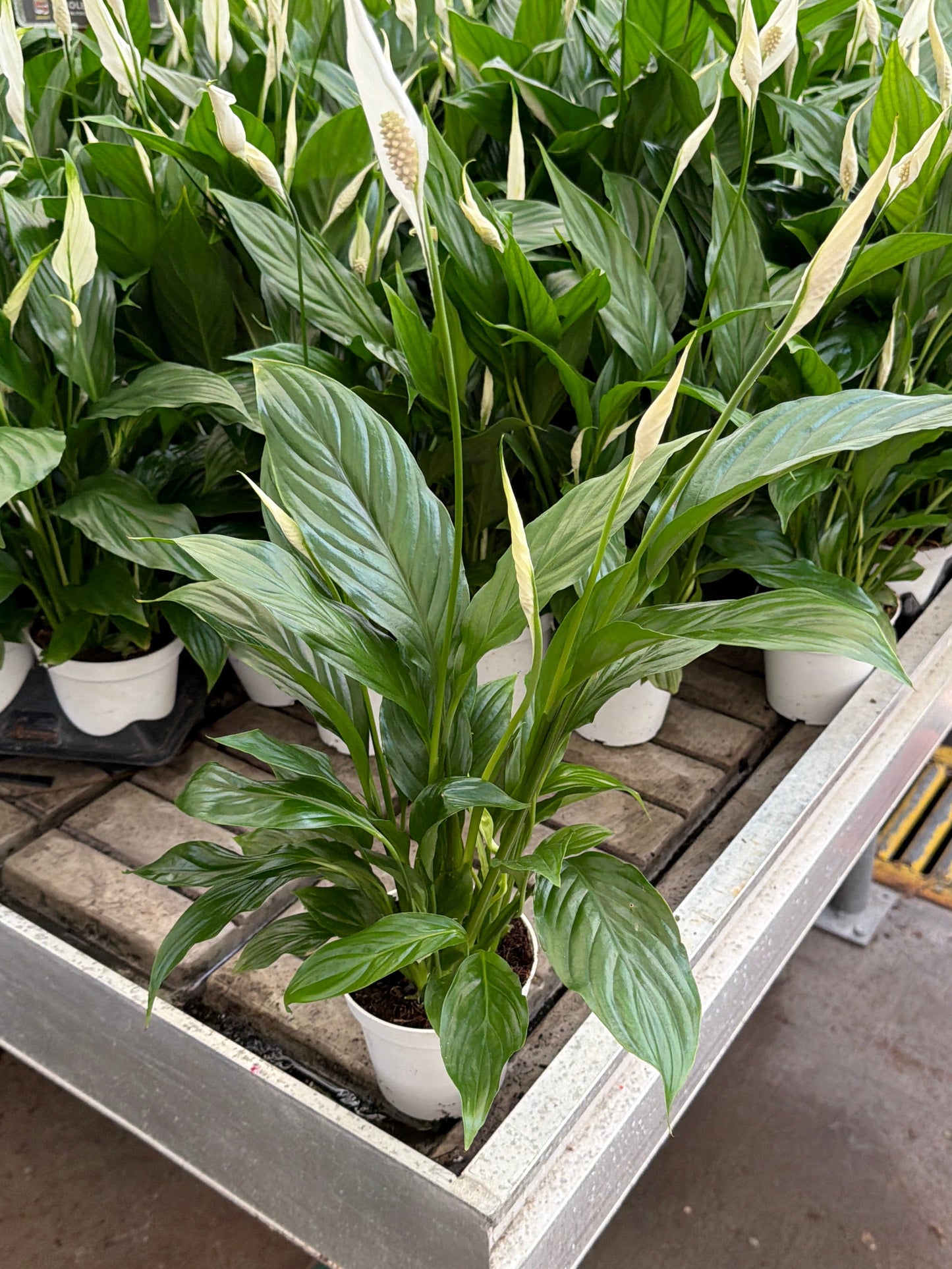 4" Spathiphyllum (Peace Lily) – Compact Indoor Flowering Plant