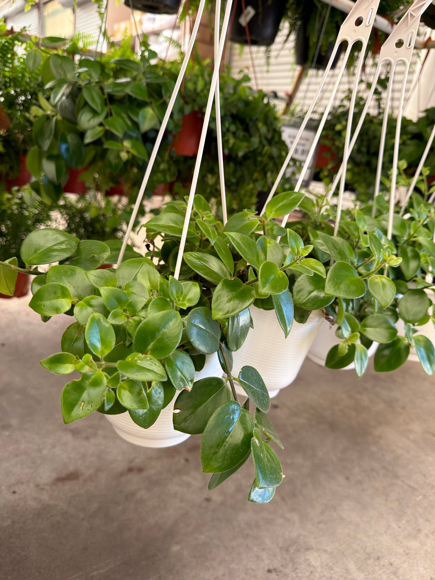 6” Nephthytis Live Tropical House Plant – Easy Care Indoor Foliage Plant