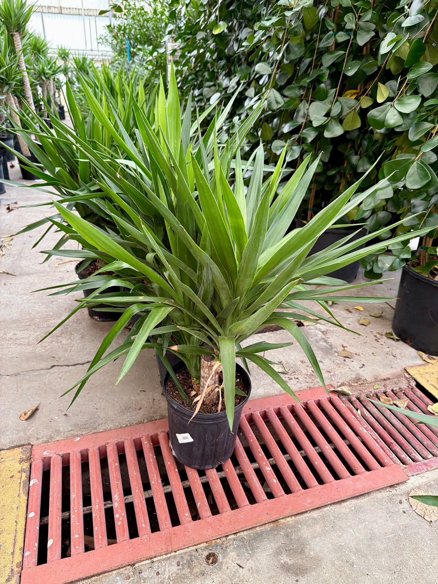 8 in Yucca Cane