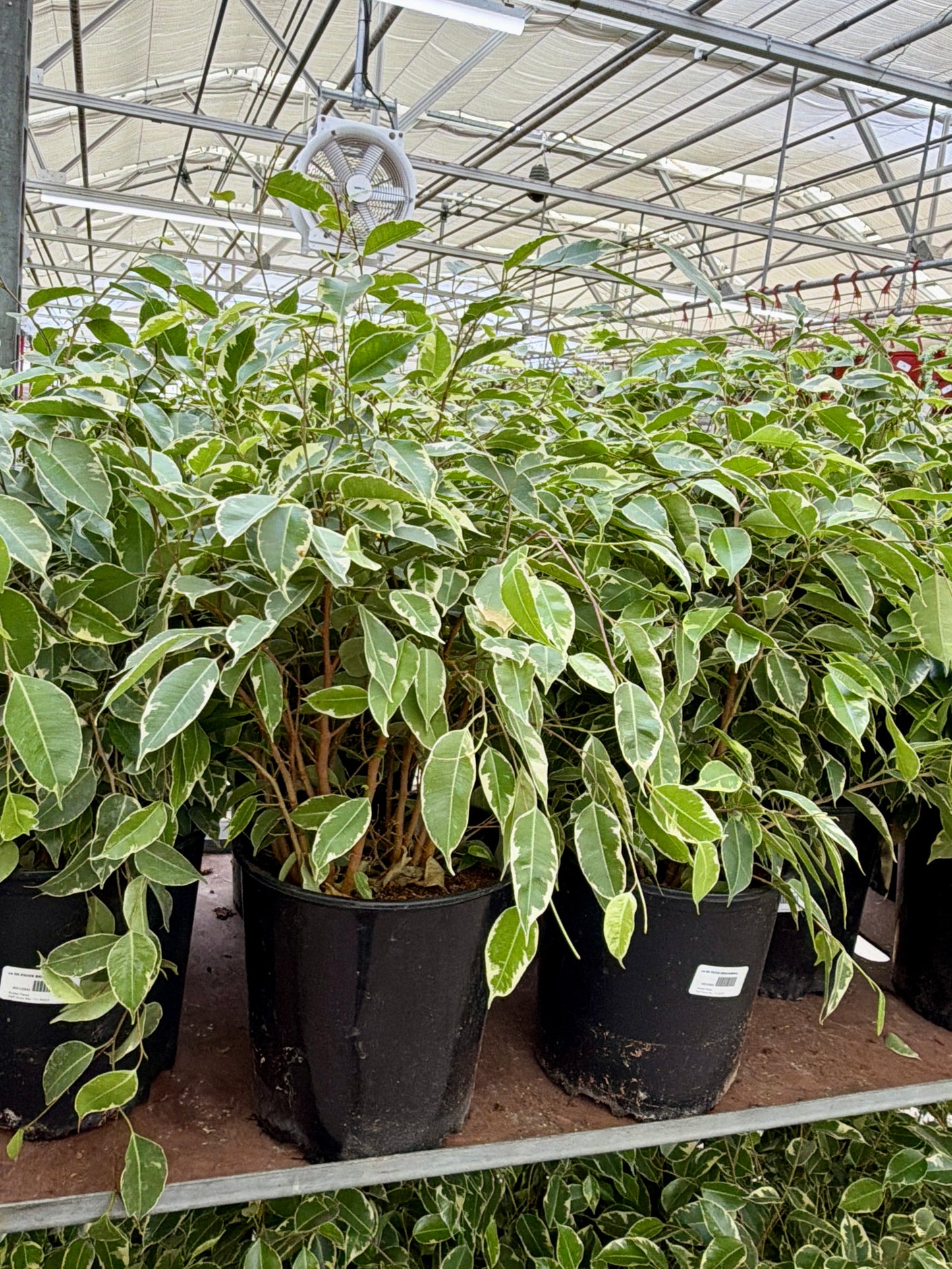 10 in Ficus Benjamina (Weeping Fig)