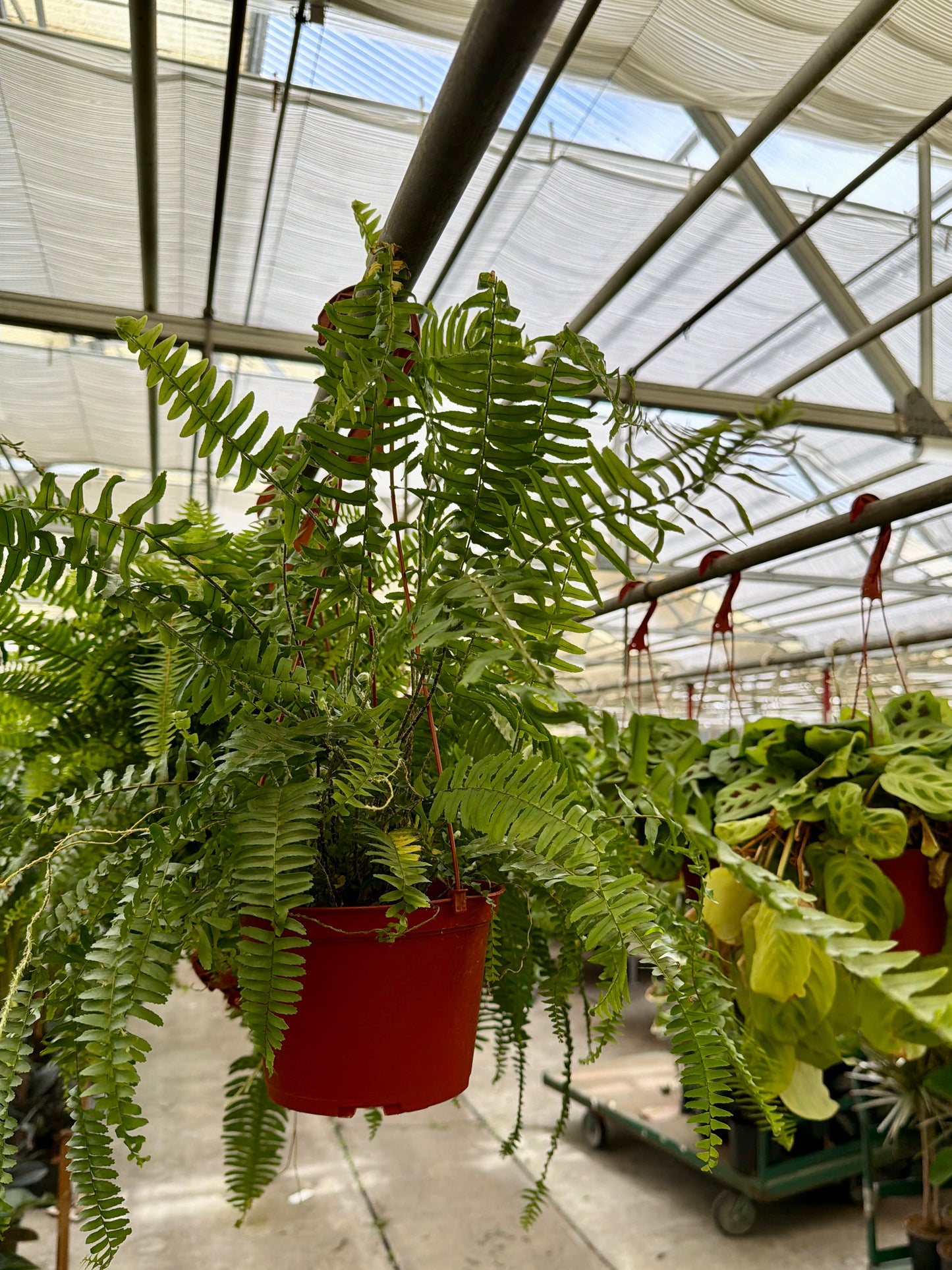 6" Boston Fern (Nephrolepis exaltata) – Lush Air-Purifying Houseplant