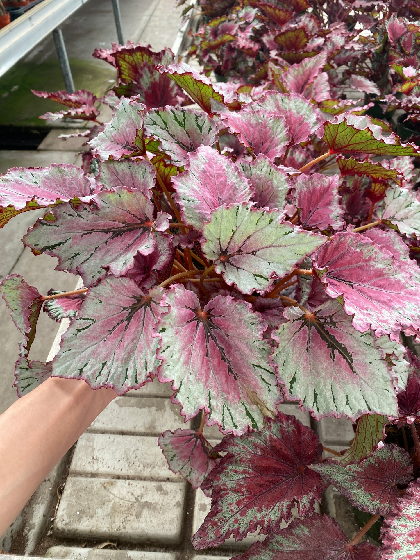 Jurassic Pink Splash Rex Begonia – Vibrant Shade-Loving Foliage