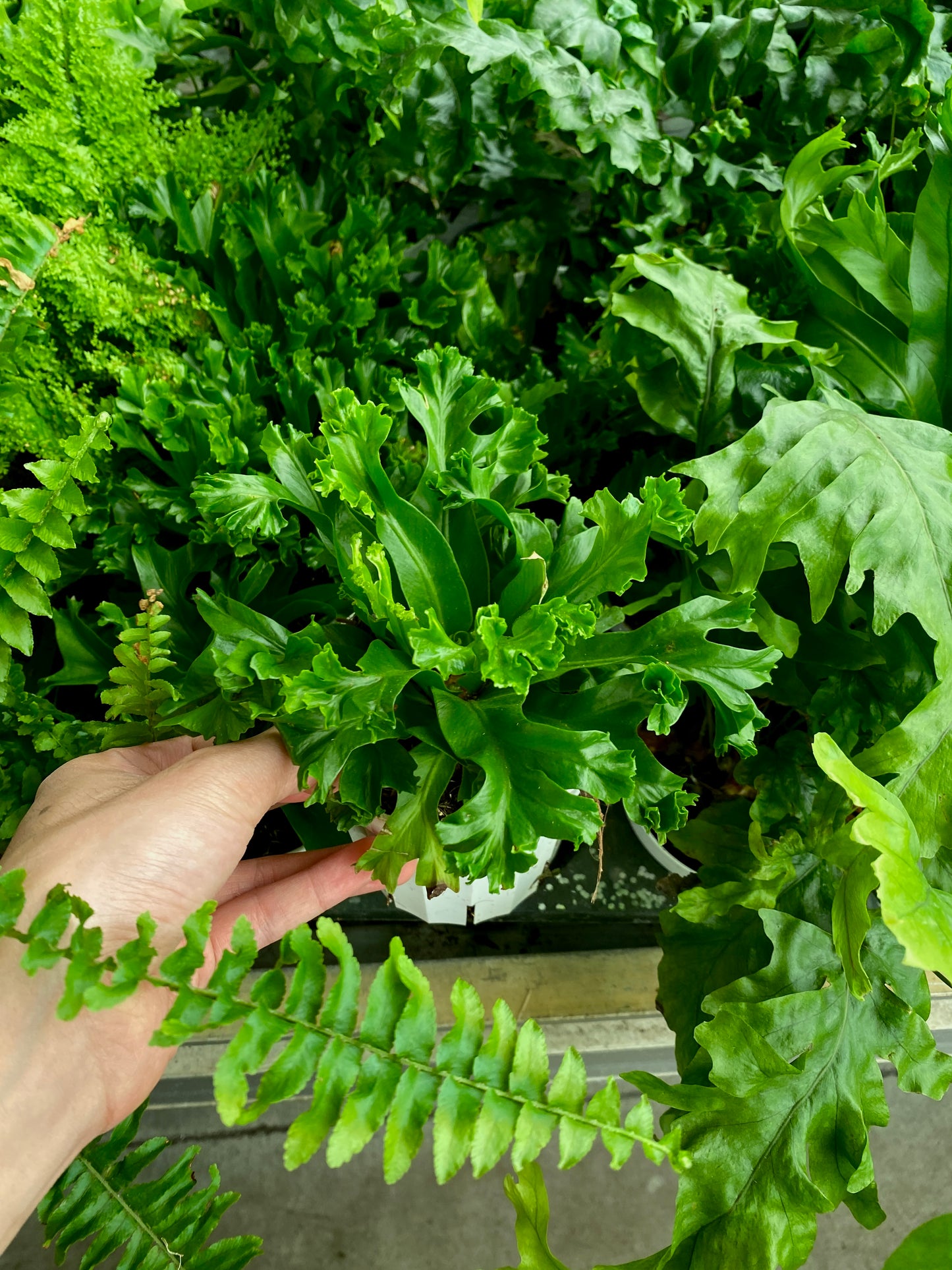 Crispy Wave Fern – Air-Purifying Indoor Fern (Asplenium nidus ‘Crispy Wave’)