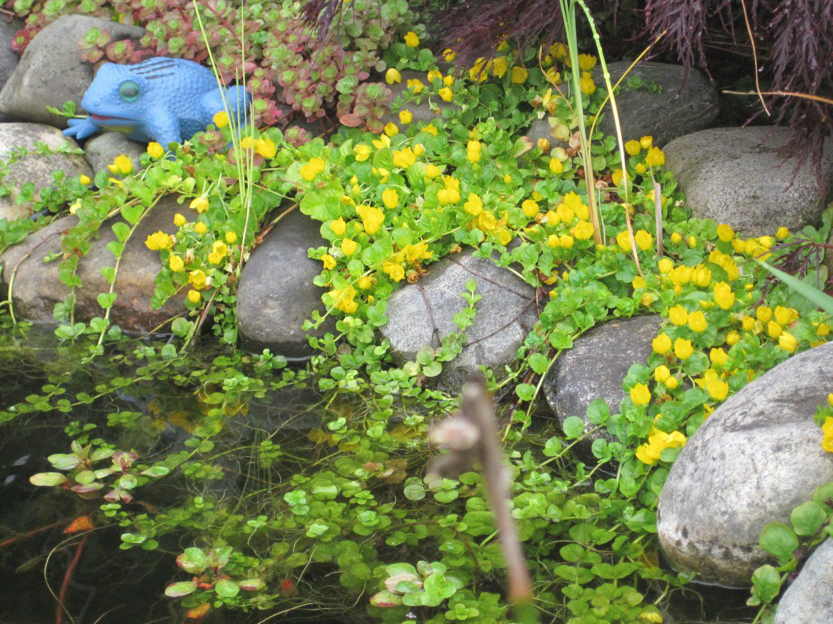 Creeping Jenny (Lysimachia nummularia) – Floating & Water Garden Plant