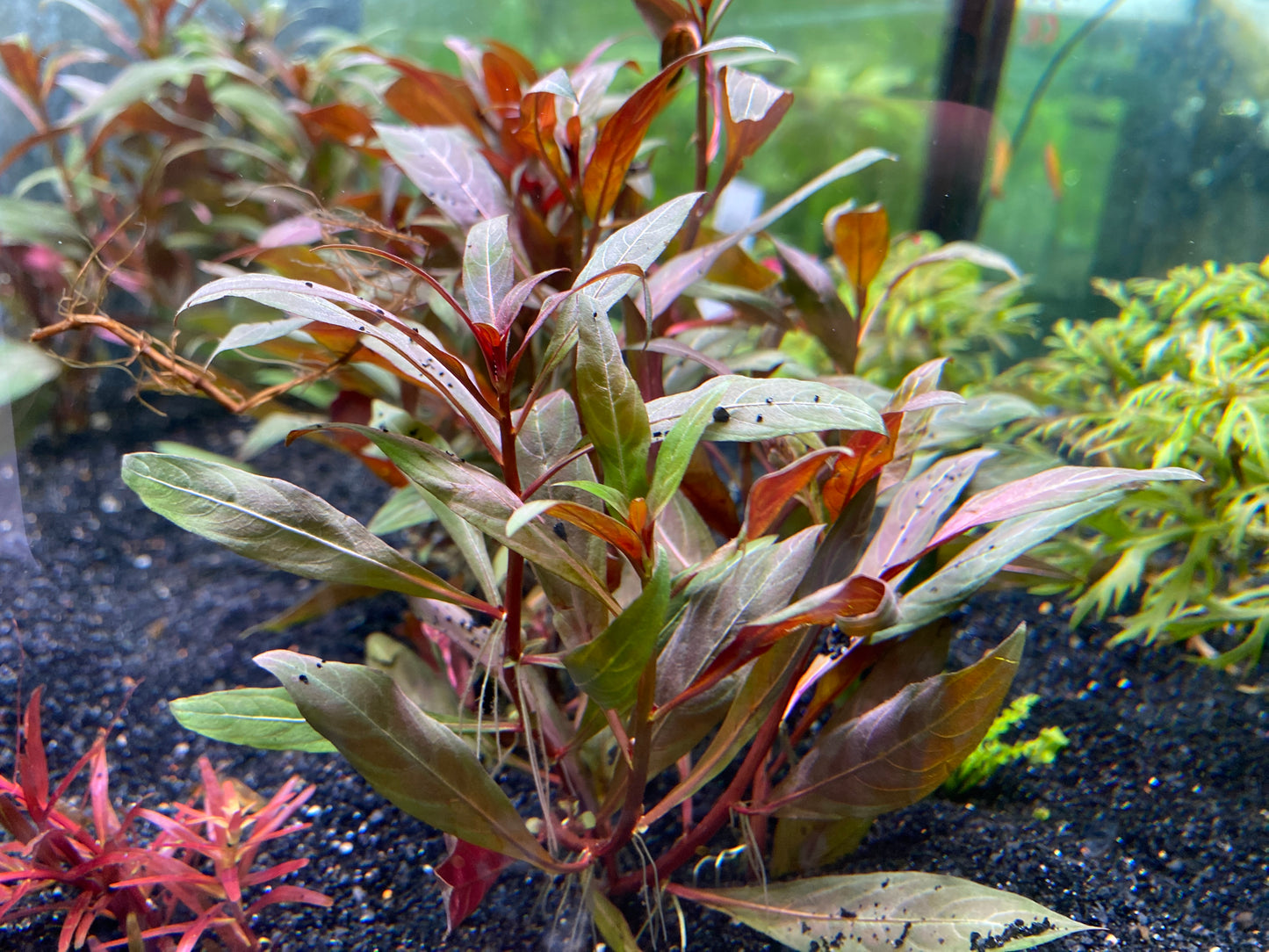 Scarlet Temple (Alternanthera reineckii)