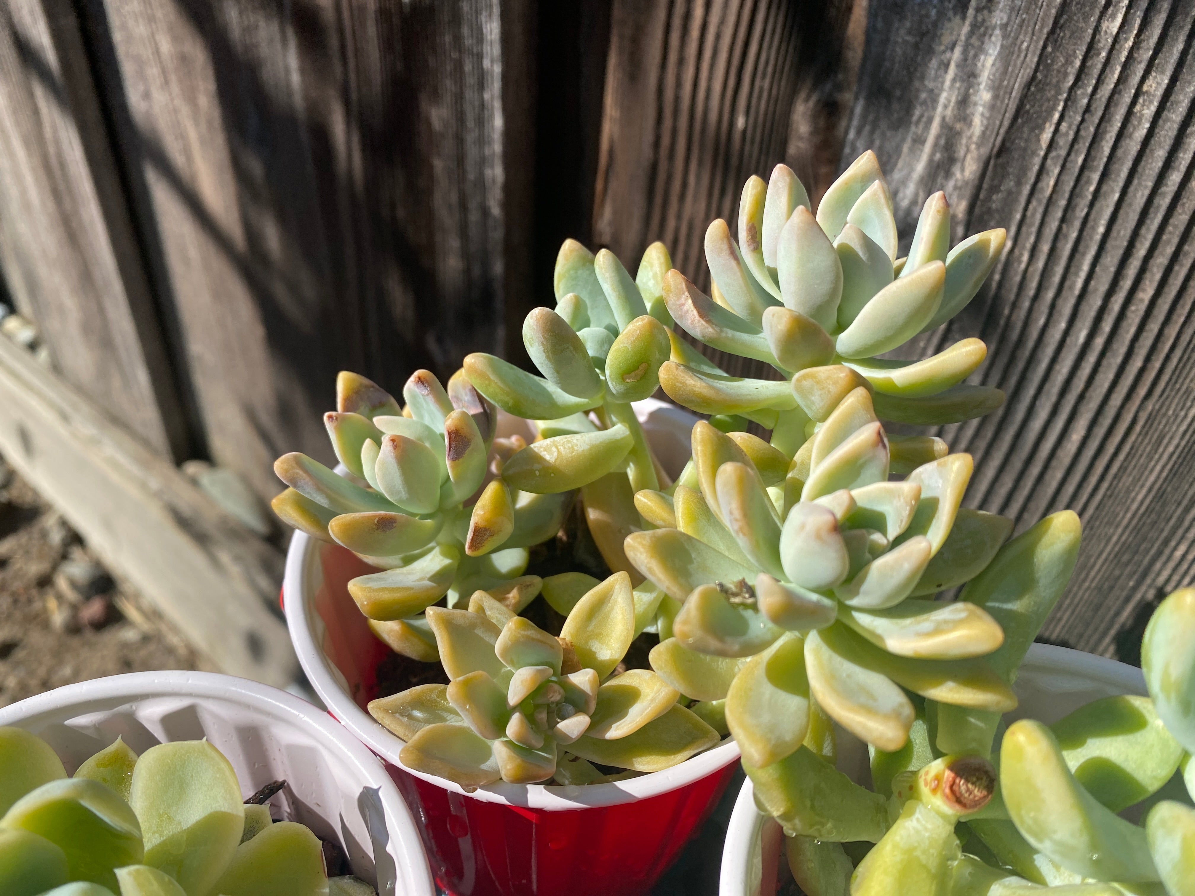 succulent trees california Graptosedum 'California Sunset' Succulent (Large) – Enchanted Grow