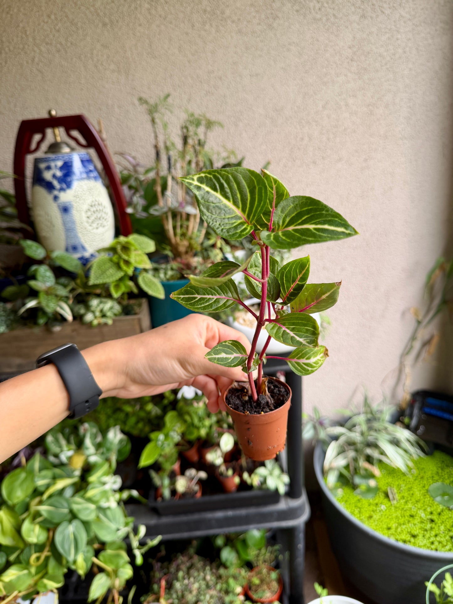Variegated Bloodleaf (Iresine herbstii) – Live Tropical Houseplant