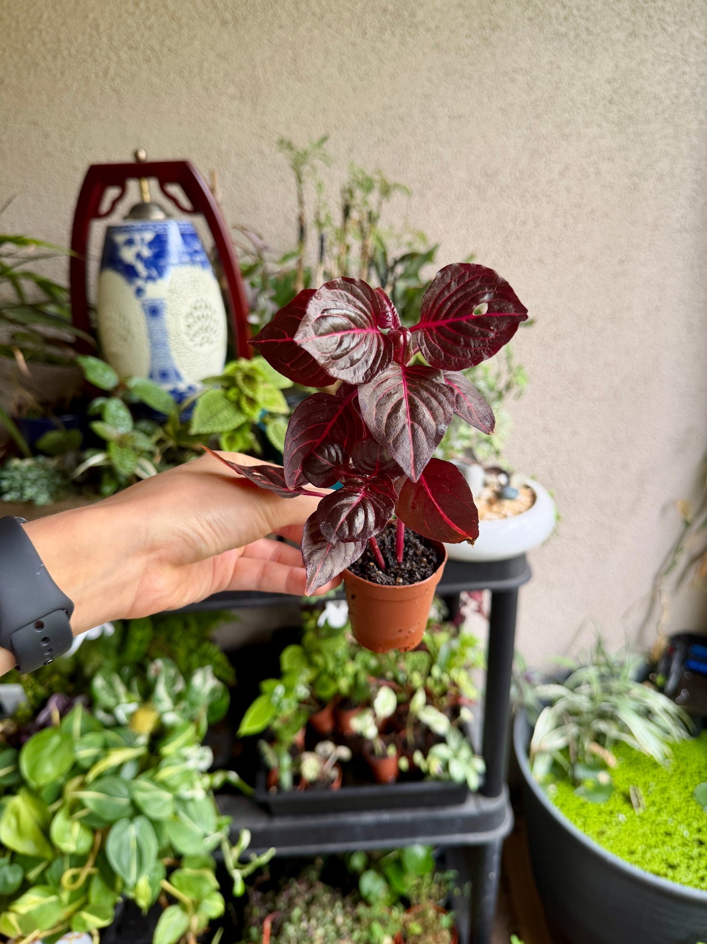 Bloodleaf (Iresine herbstii) – Live Colorful Houseplant Care Guide