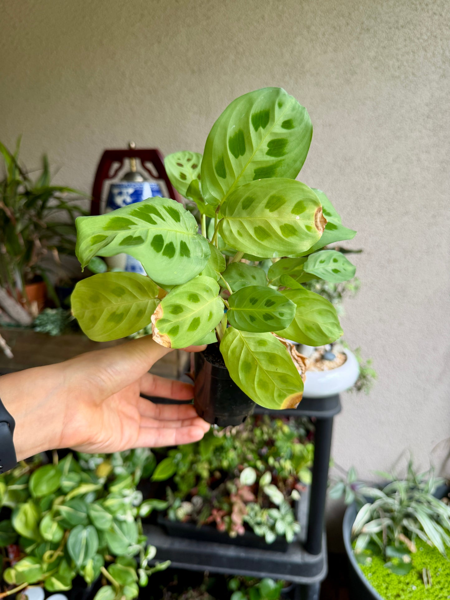3" Calathea Maranta leuconeura (Prayer Plant) – Live Tropical Houseplant