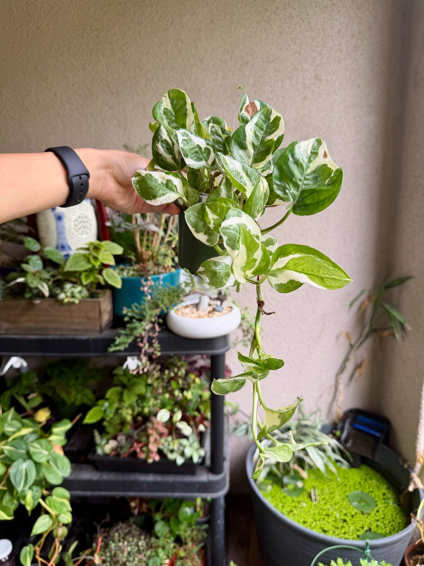 Pearls and Jade Pothos – Live Variegated Houseplant Care Guide