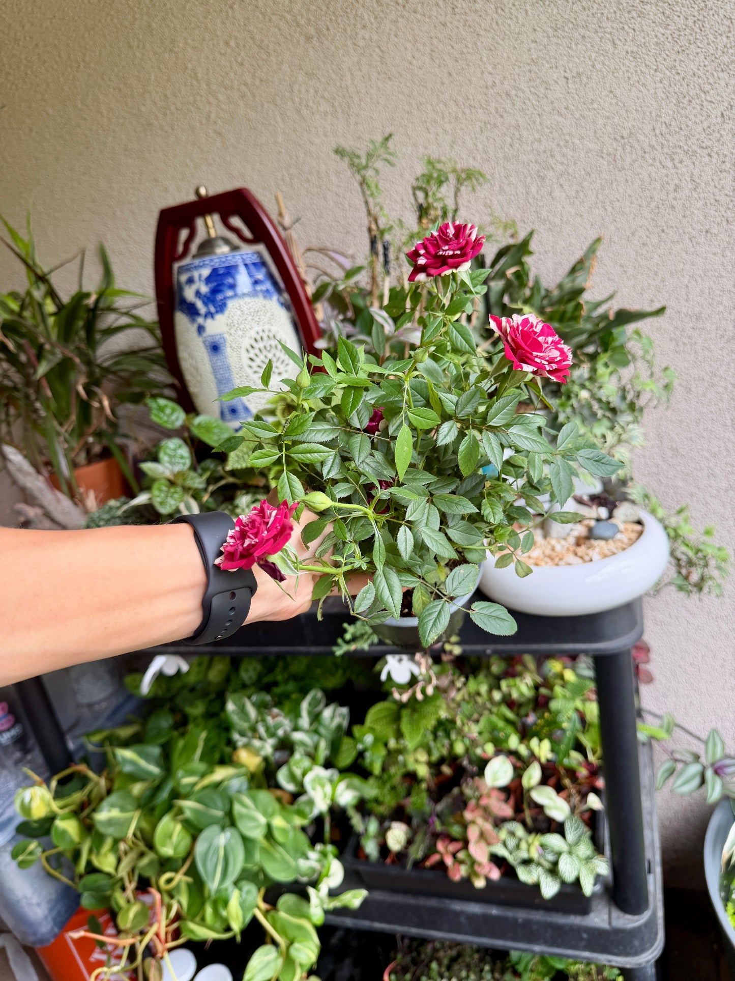 Red & White Mini Rose Plant – Live Miniature Rose for Indoors & Outdoors