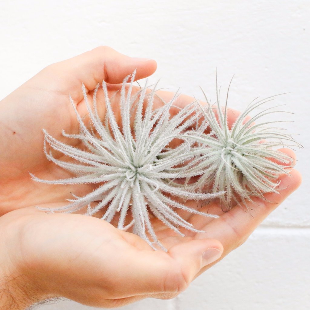 SALE - Tillandsia Tectorum Ecuador Air Plants - Set of 3, 6 or 9