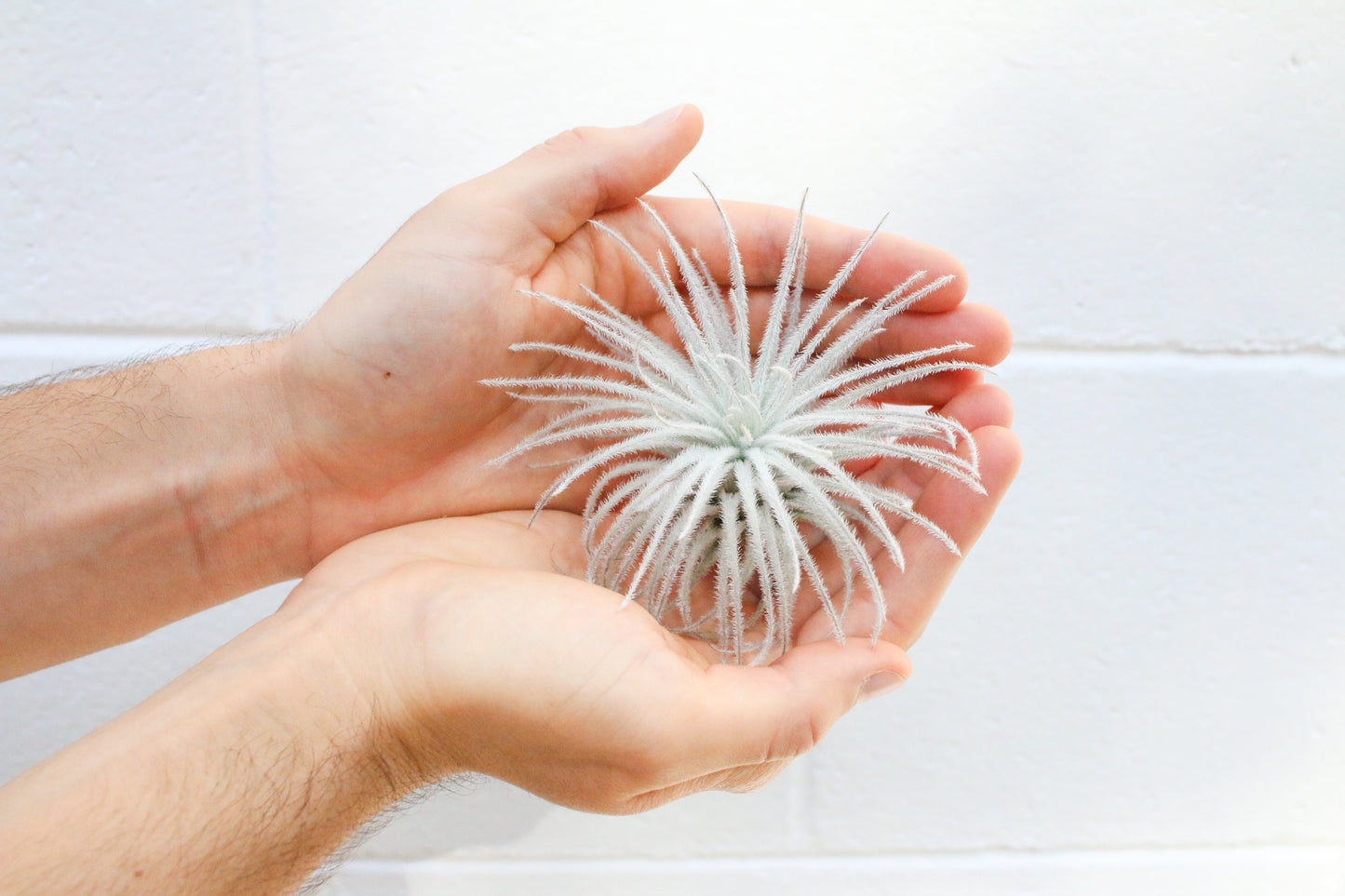 SALE - Tillandsia Tectorum Ecuador Air Plants - Set of 3, 6 or 9