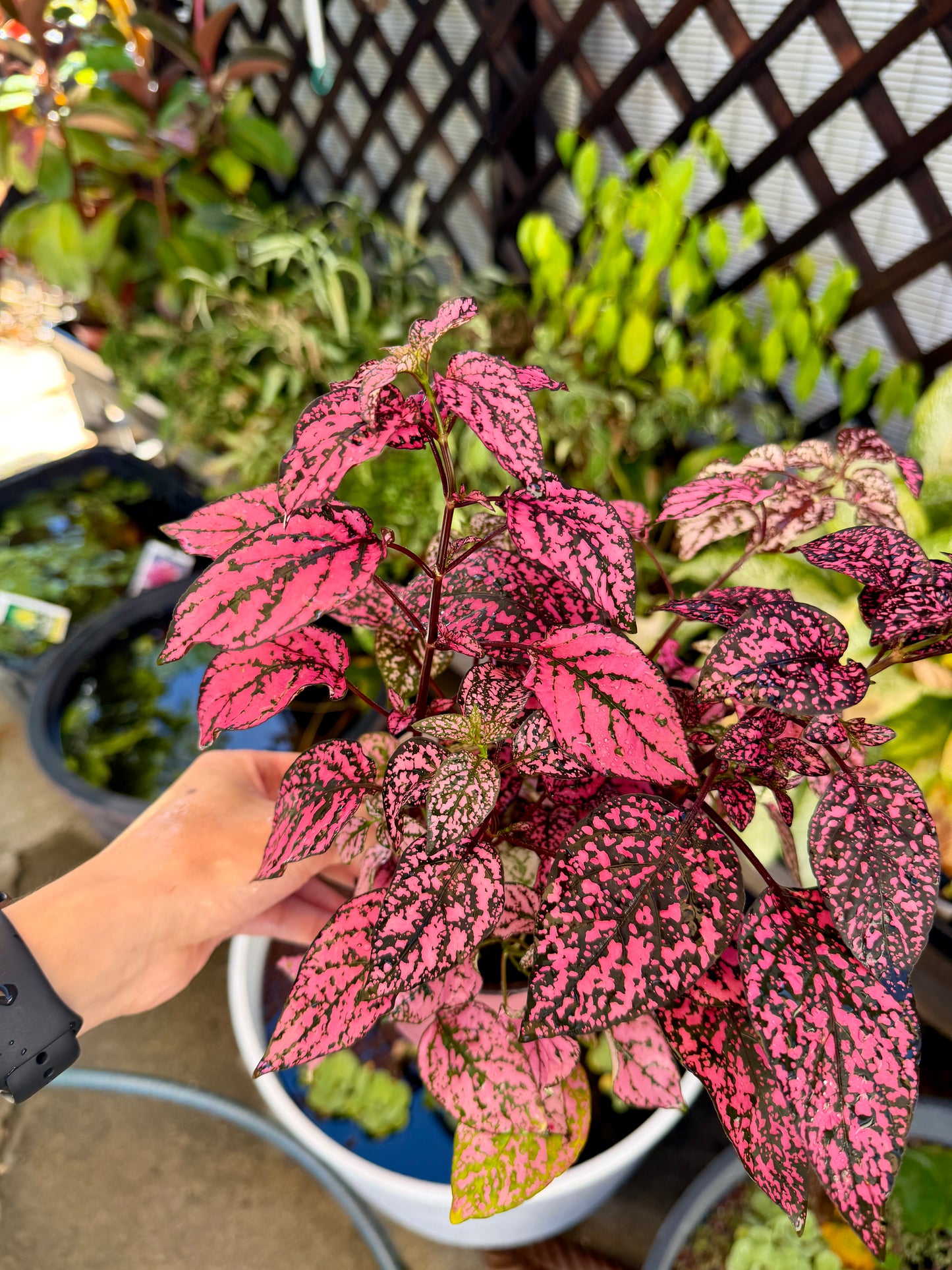 Vibrant Black Pink Polka Dot Plant β 4 In Potted Houseplant
