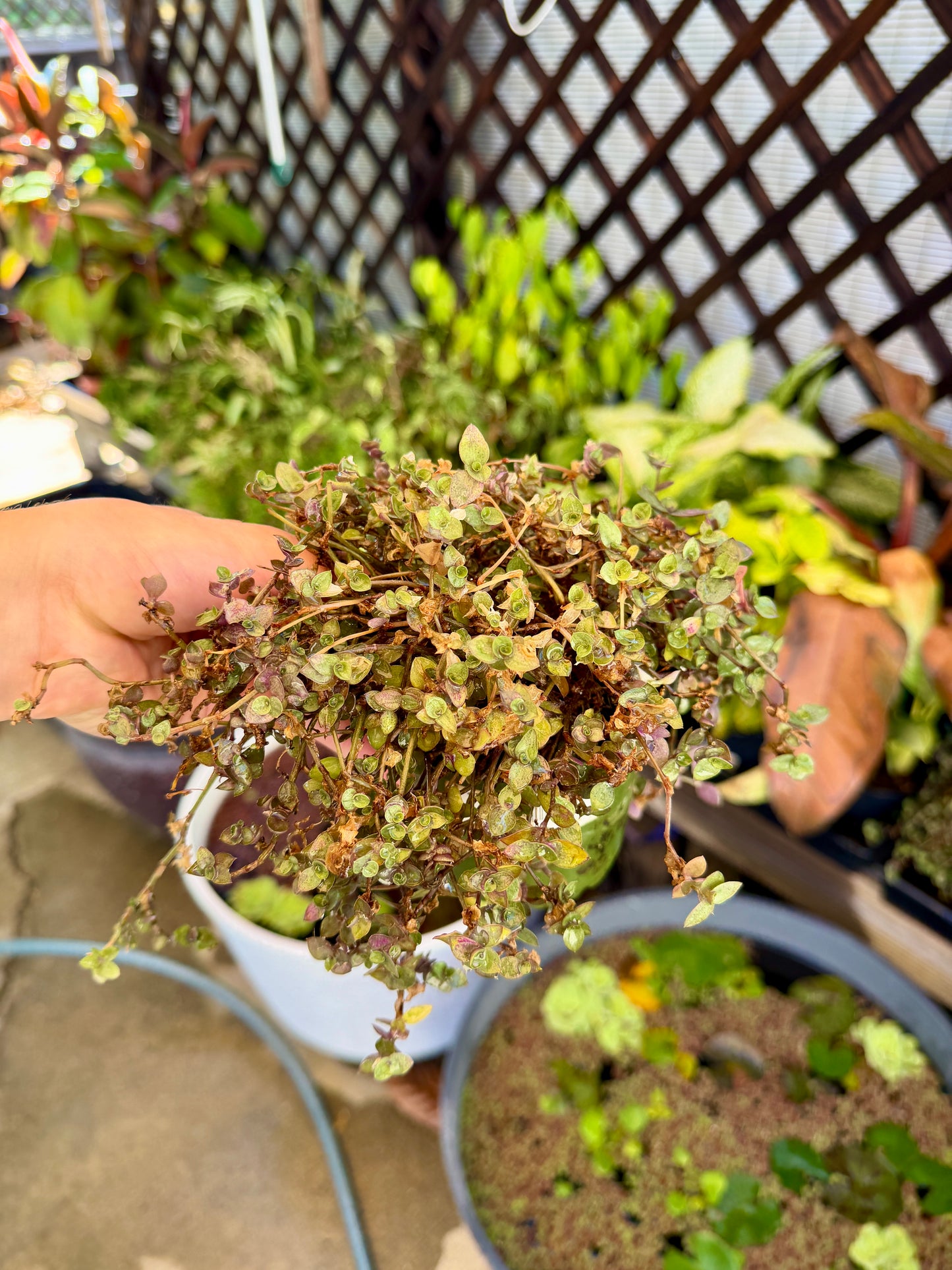 Turtle Vine (Callisia repens) – Live Trailing Houseplant