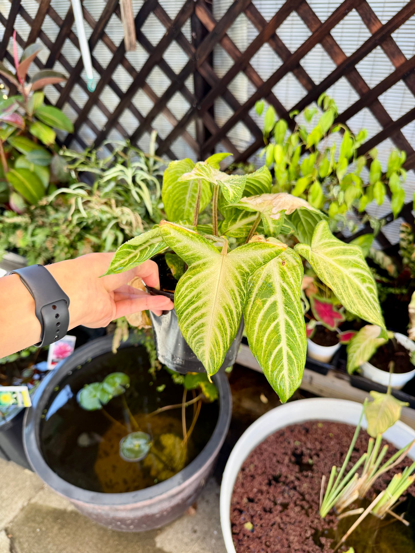 Xanthosoma β Live Tropical Elephant Ear Plant