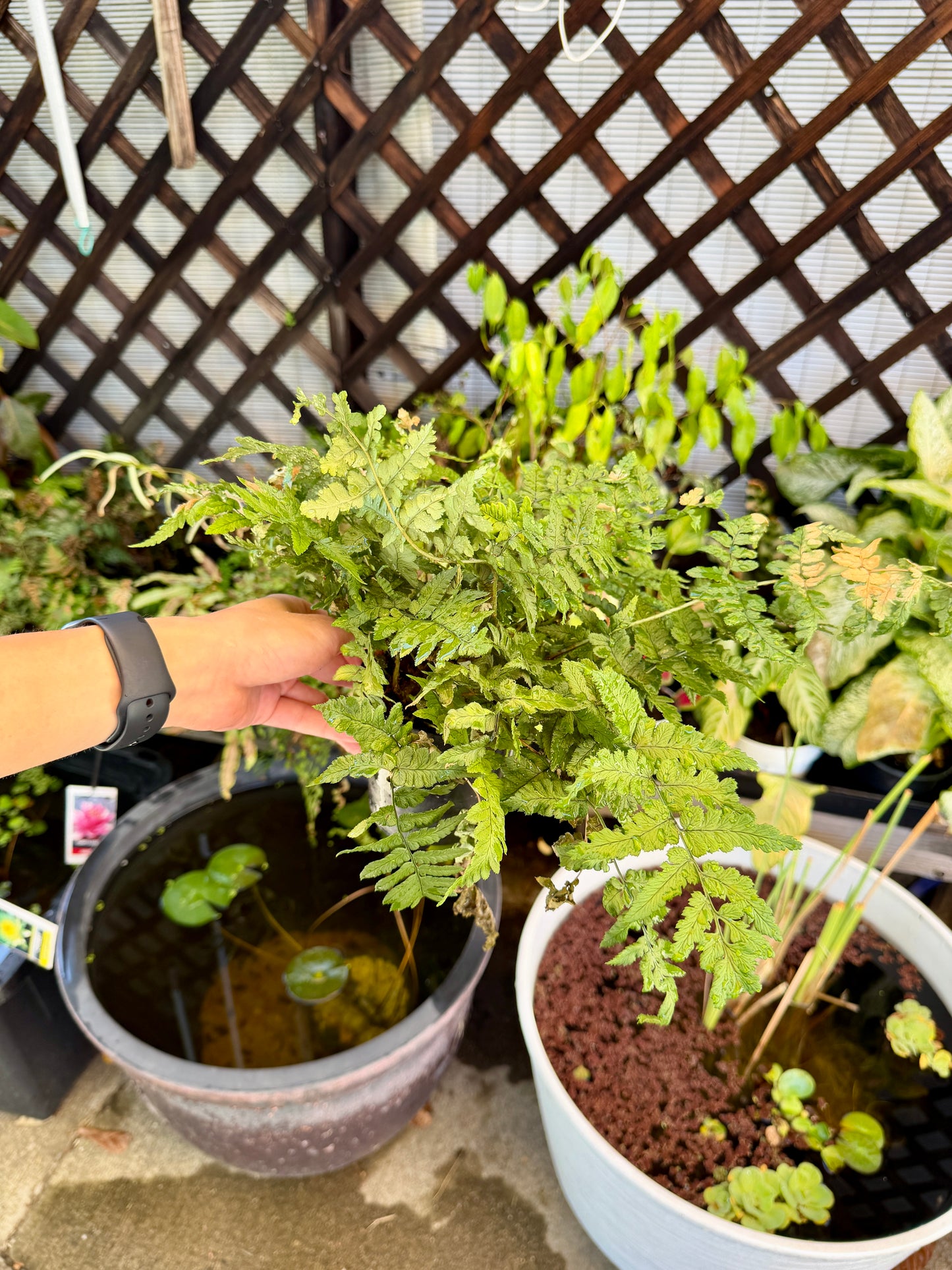 Rabbit’s Foot Fern (Davallia fejeensis) – Live Tropical Fern