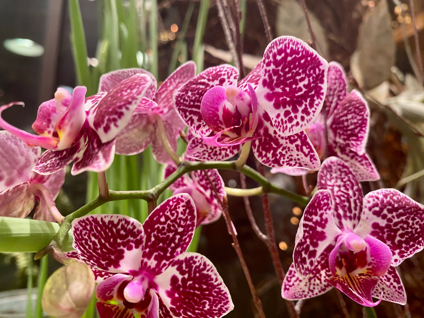 Exotic Purple Leopard Orchid – Live Phalaenopsis Orchid | Unique & Easy to Care For