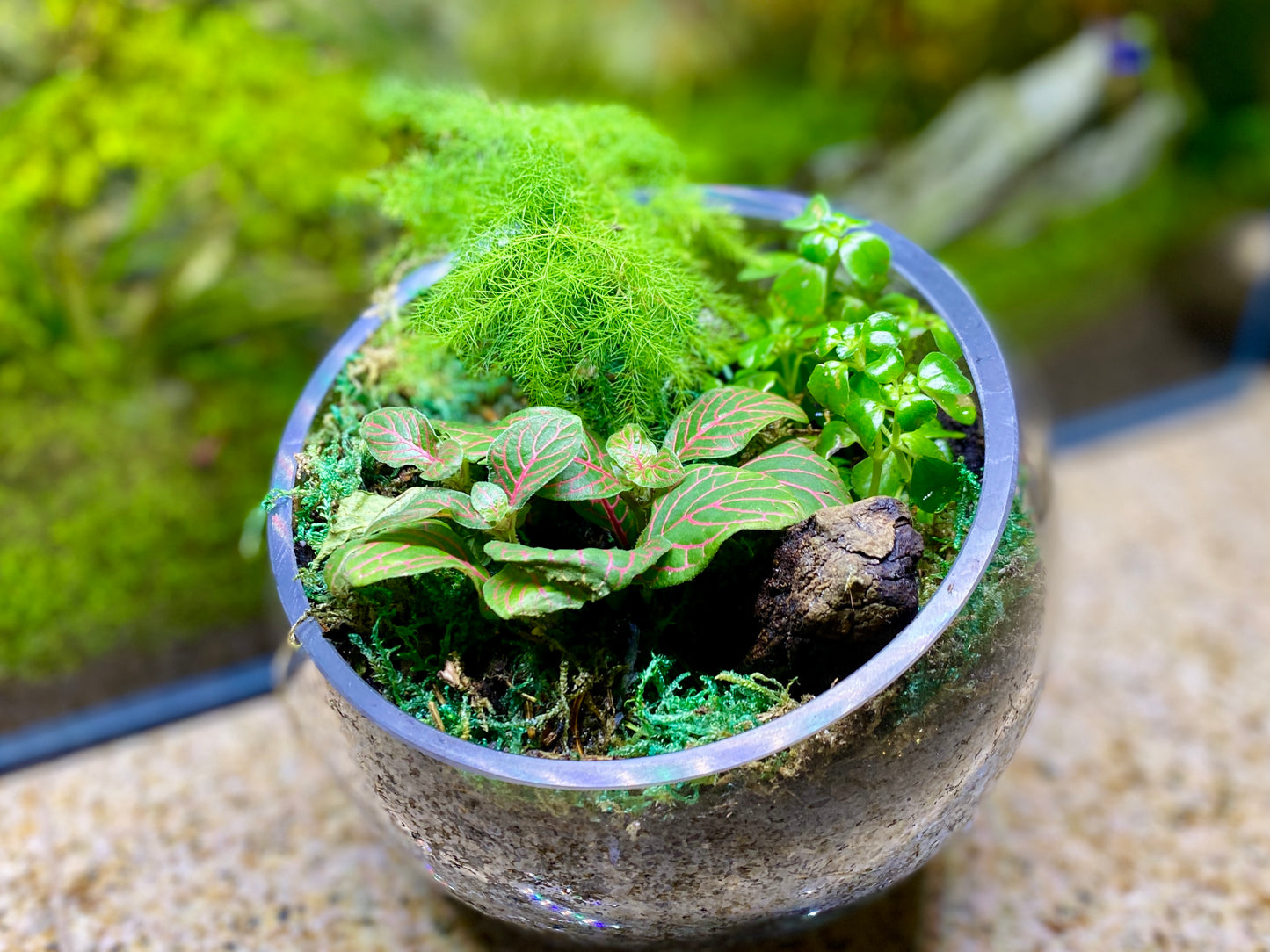The Emerald Oasis Nature Inspired Terrarium