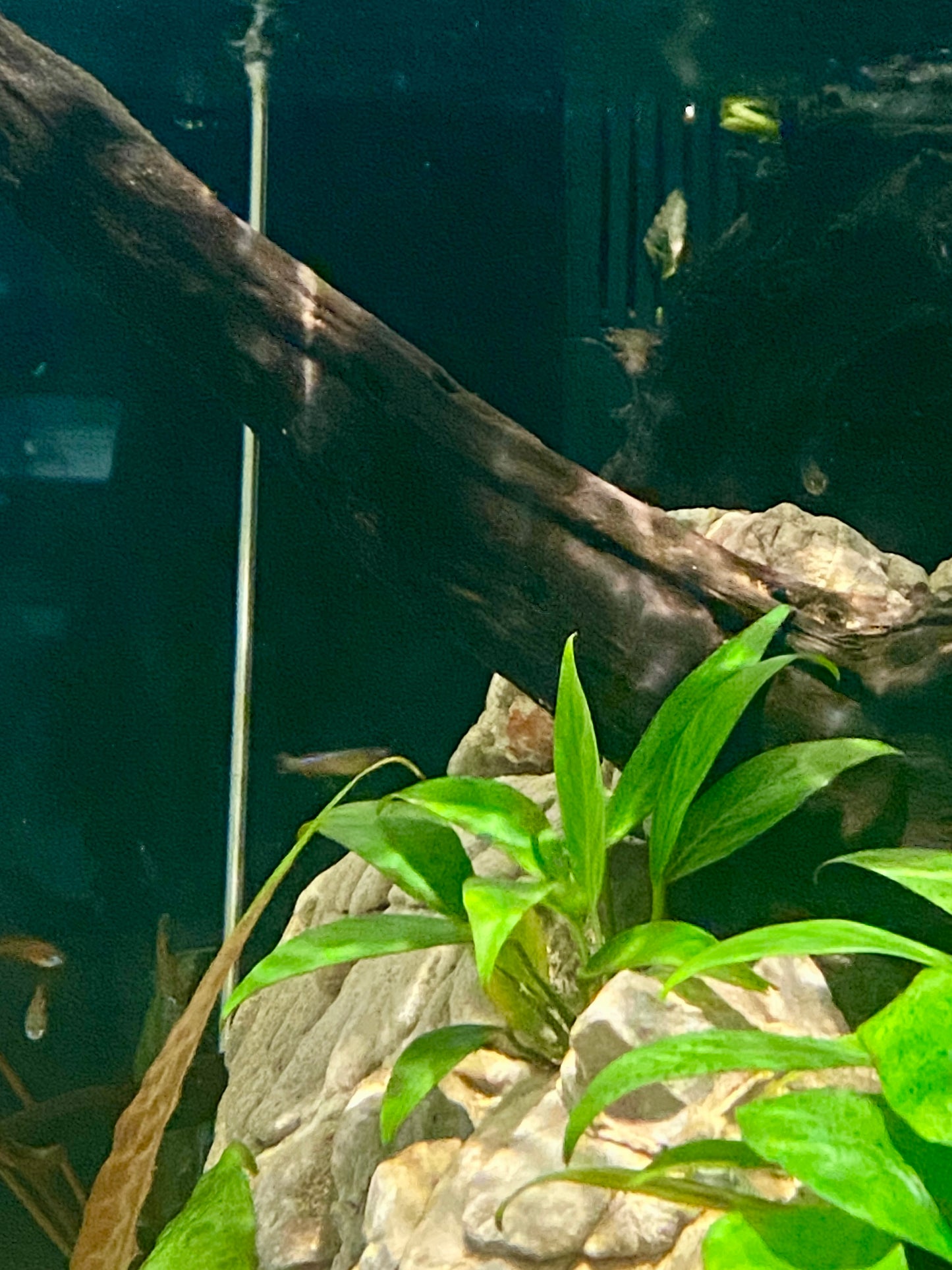 Anubias Congensis