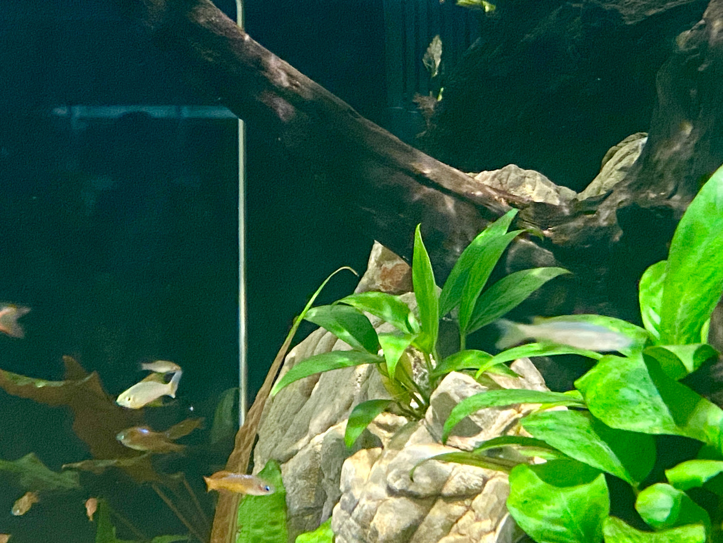 Anubias Congensis