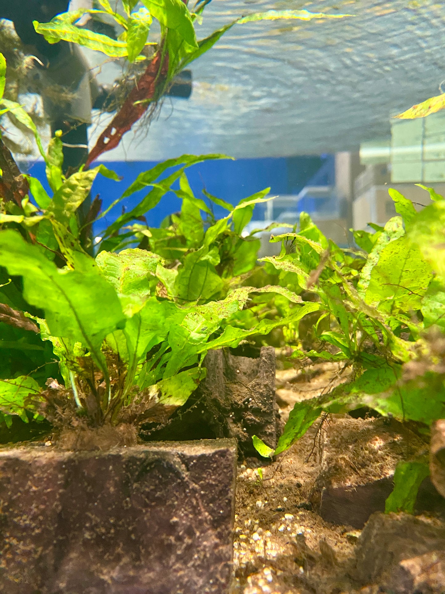 Java Fern Microsorum pteropus Attached On Rocks