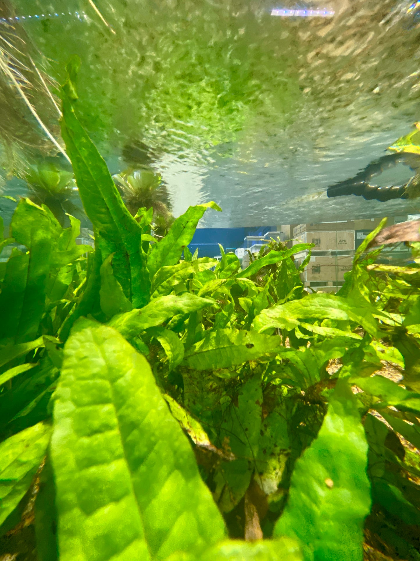 Java Fern