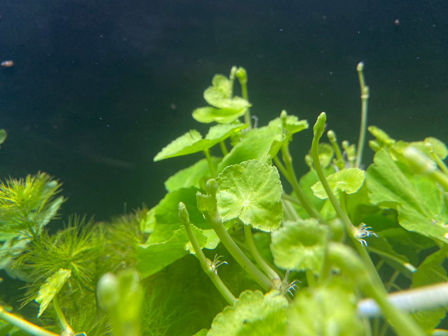 Pennywort Brazilian (Hydrocotyle leucocephala)