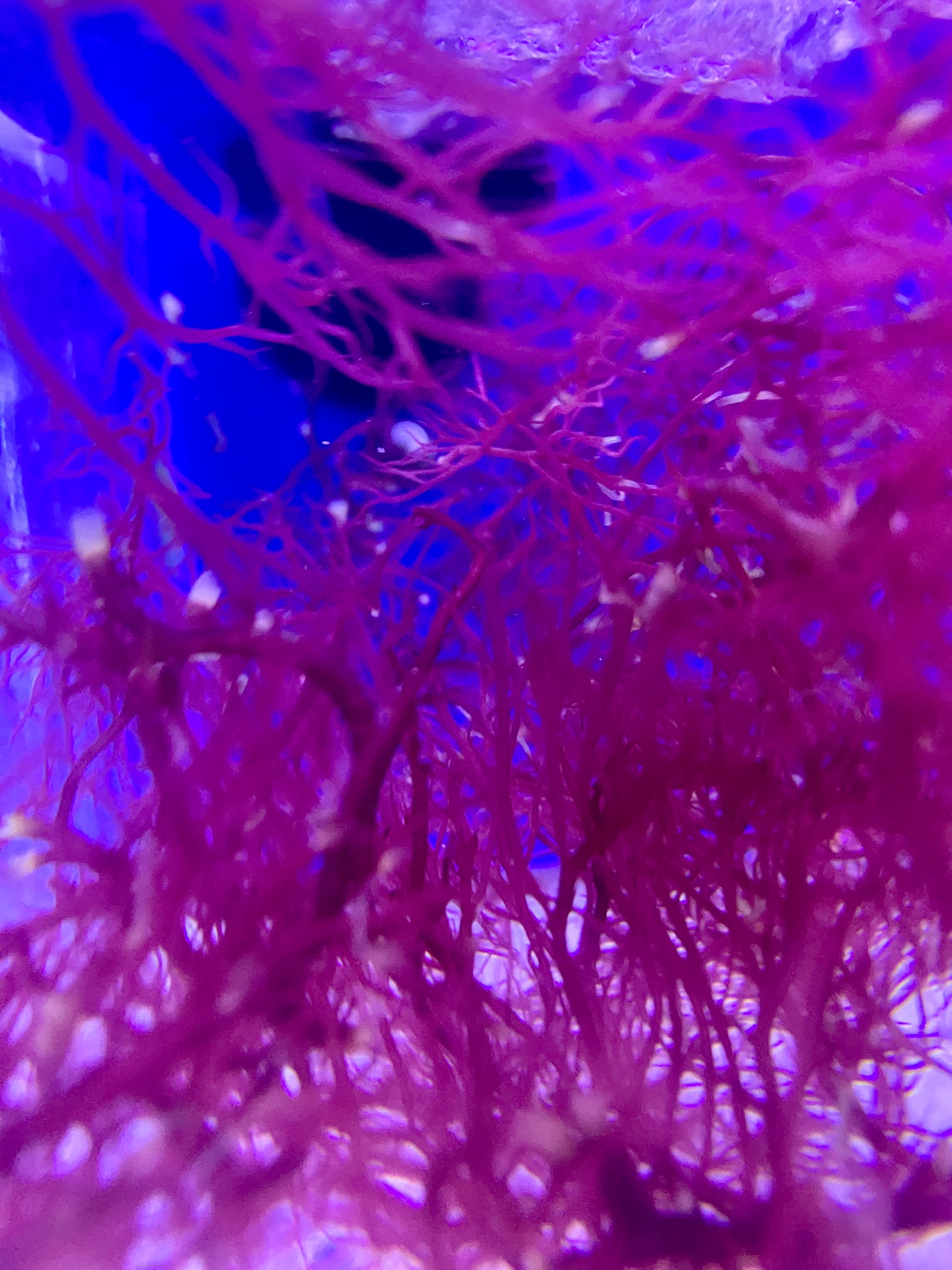 Golfball Red Ogo Gracilaria Macroalgae – Vibrant Aquatic Plant for Reef Tanks