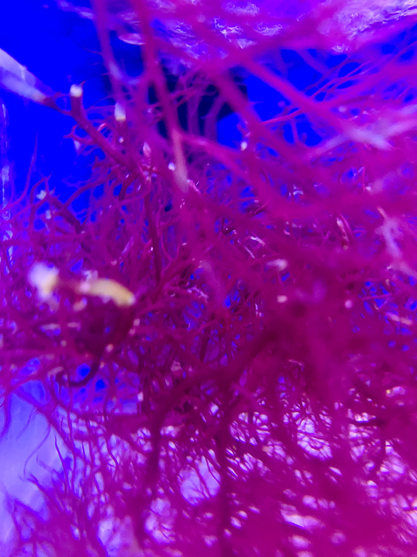 Golfball Red Ogo Gracilaria Macroalgae – Vibrant Aquatic Plant for Reef Tanks