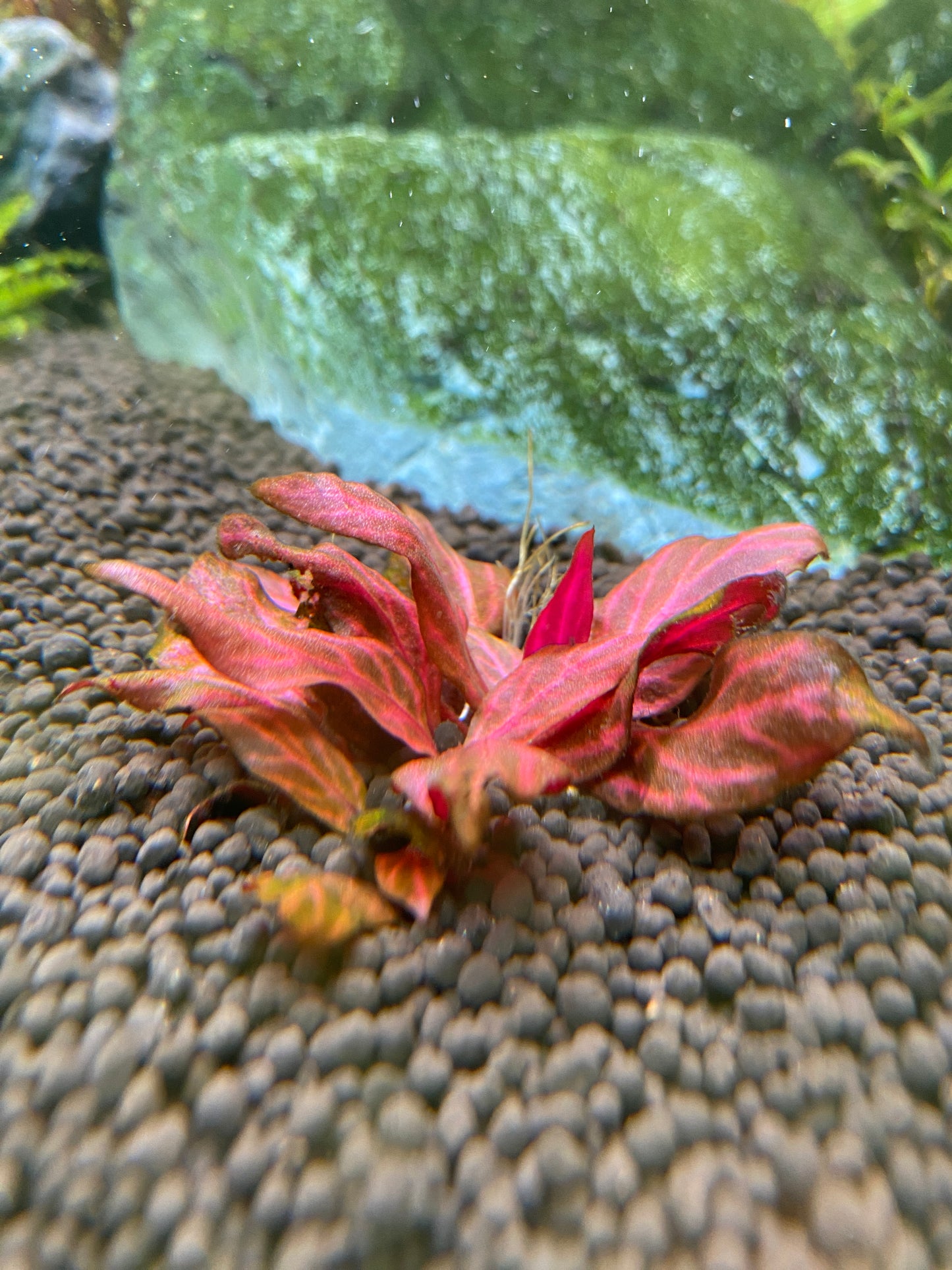 Scarlet Temple (Alternanthera reineckii)