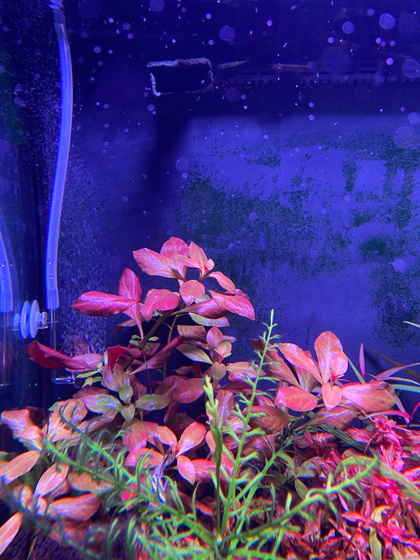 Ludwigia Red (Ludwigia repens)