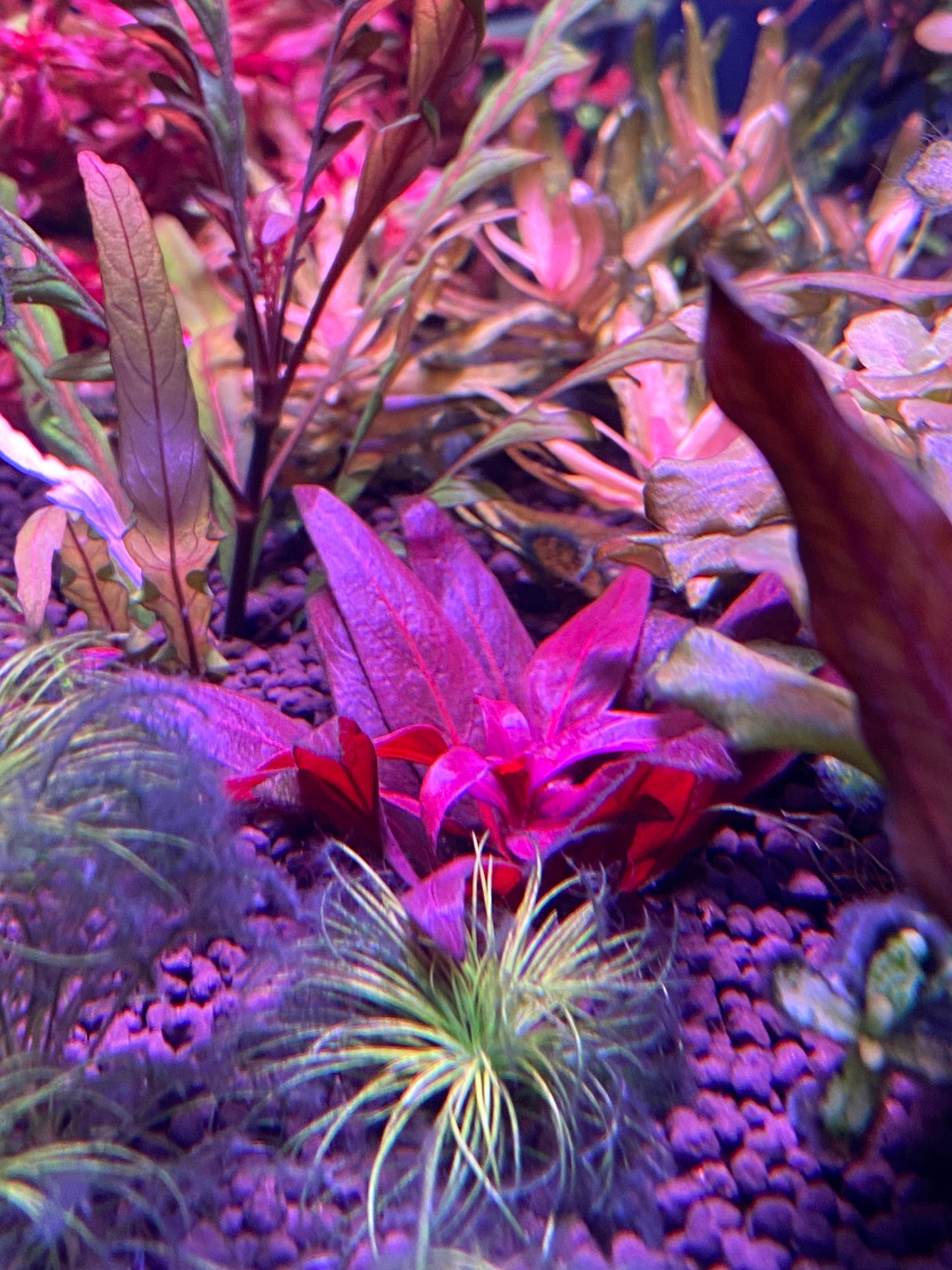 Scarlet Temple (Alternanthera reineckii)