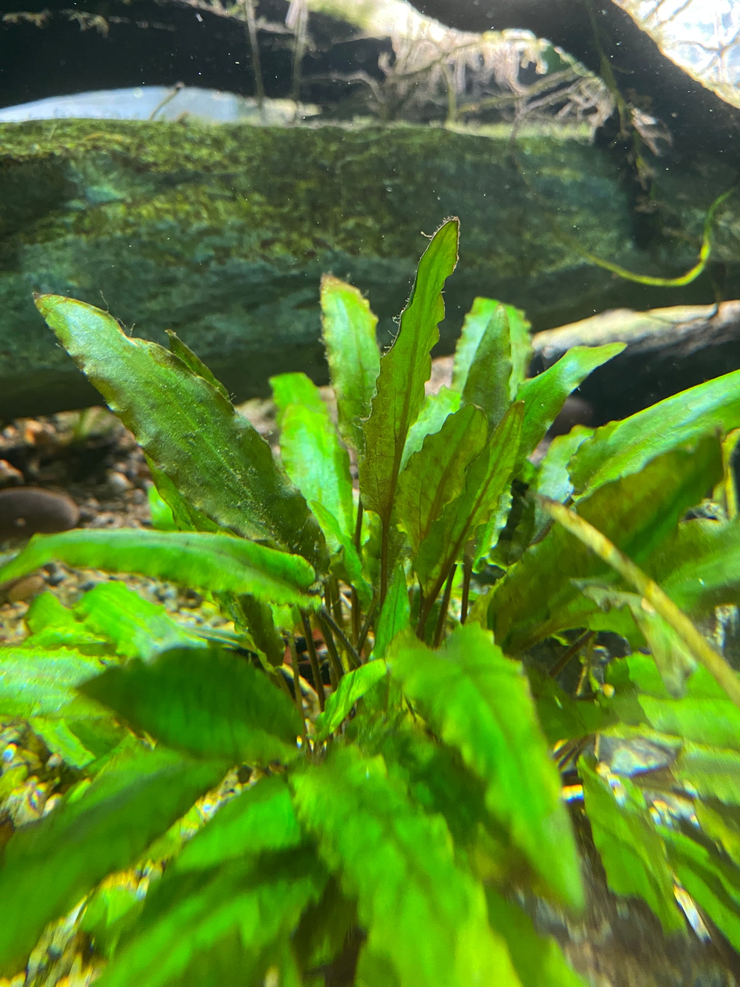 Cryptocoryne Wendtii Red