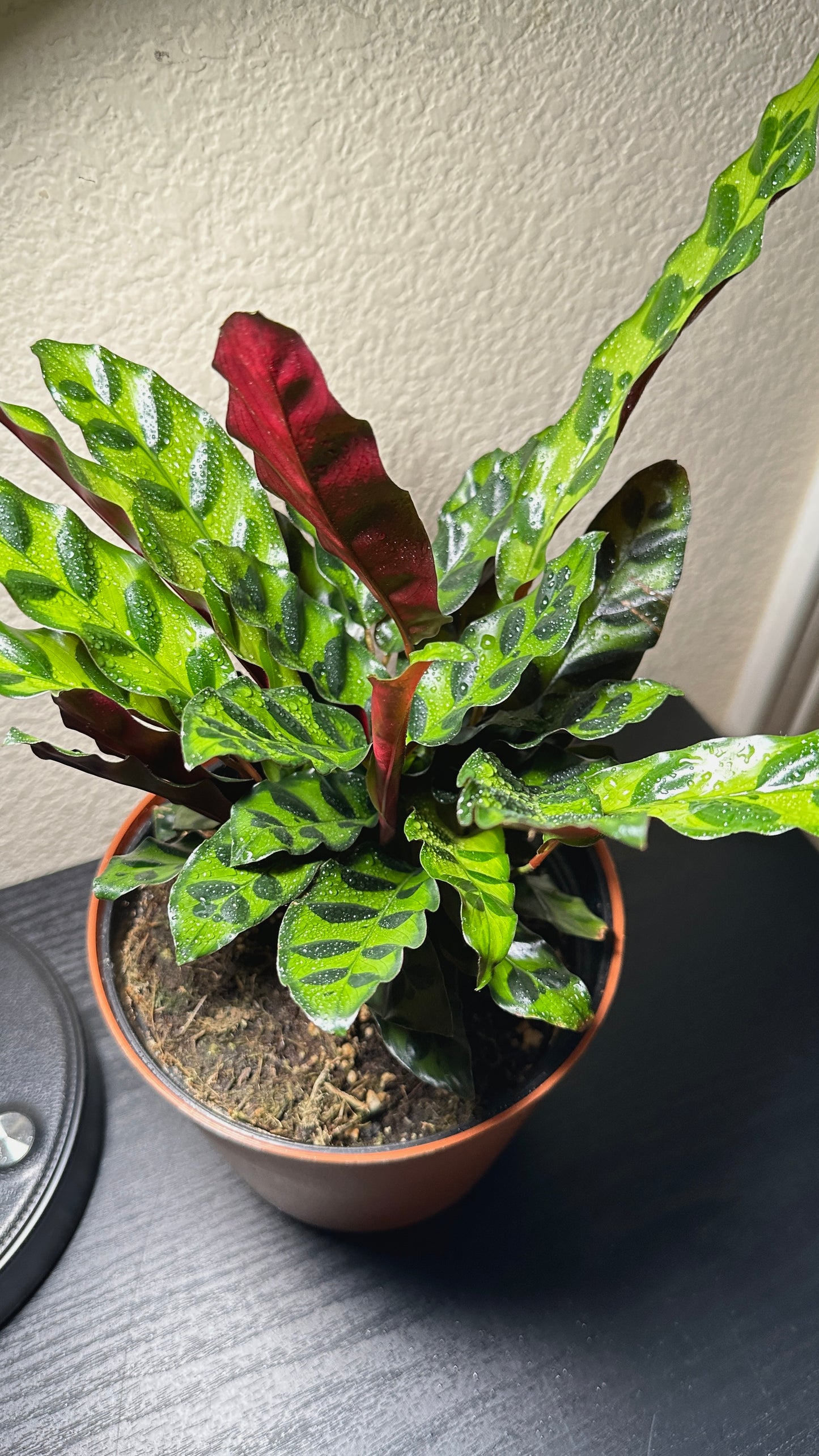 6" Potted RattleSnake Plant (Calathea lancifolia) Live Tropical House Plant
