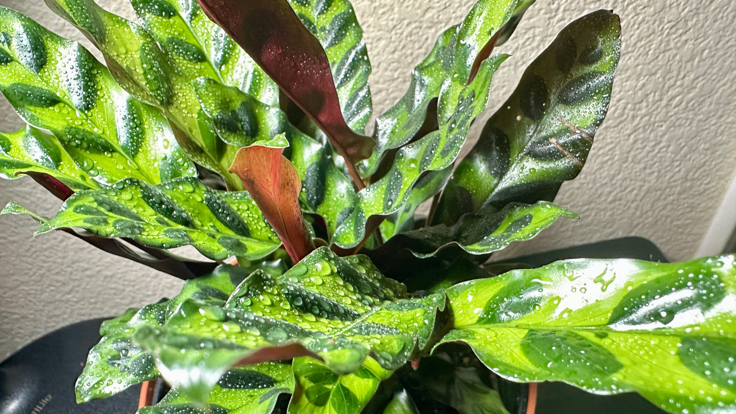 6" Potted RattleSnake Plant (Calathea lancifolia) Live Tropical House Plant